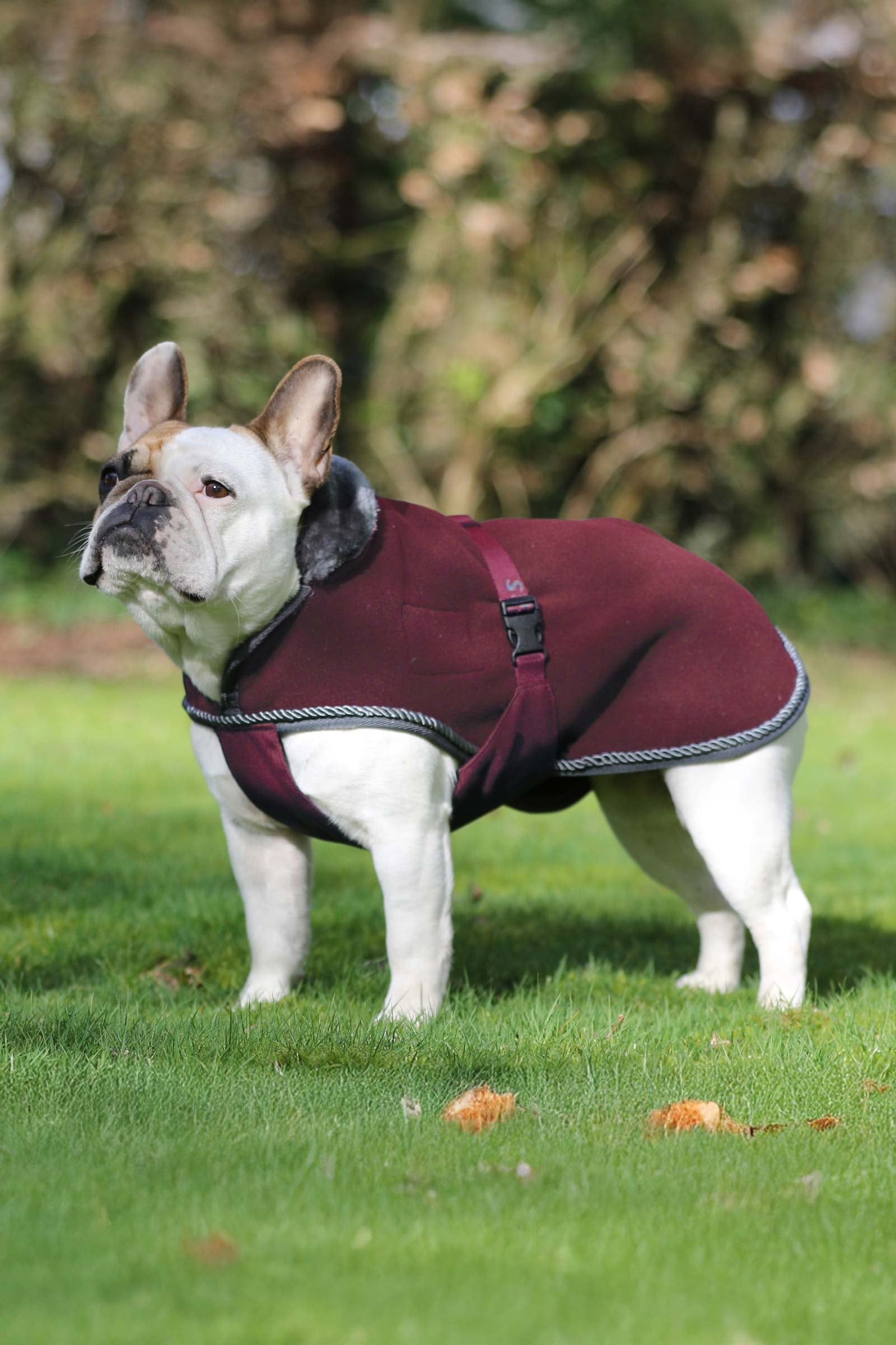 Bucas Show-Line Dog Rug Hund