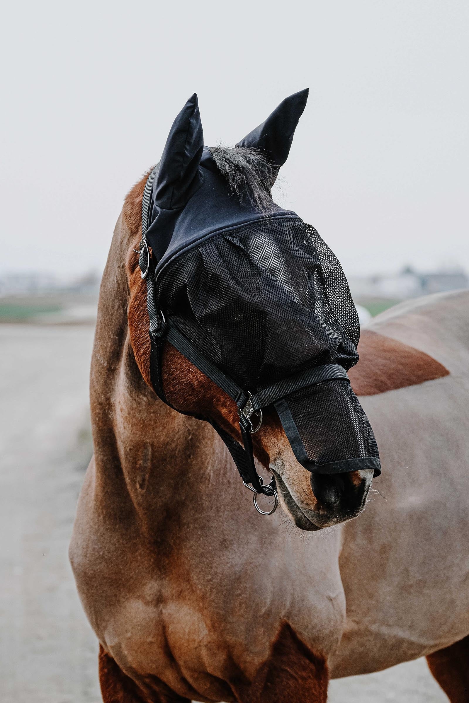 Equi Theme EQUITHÈME Halter + Mask Antifly Protection for Horses