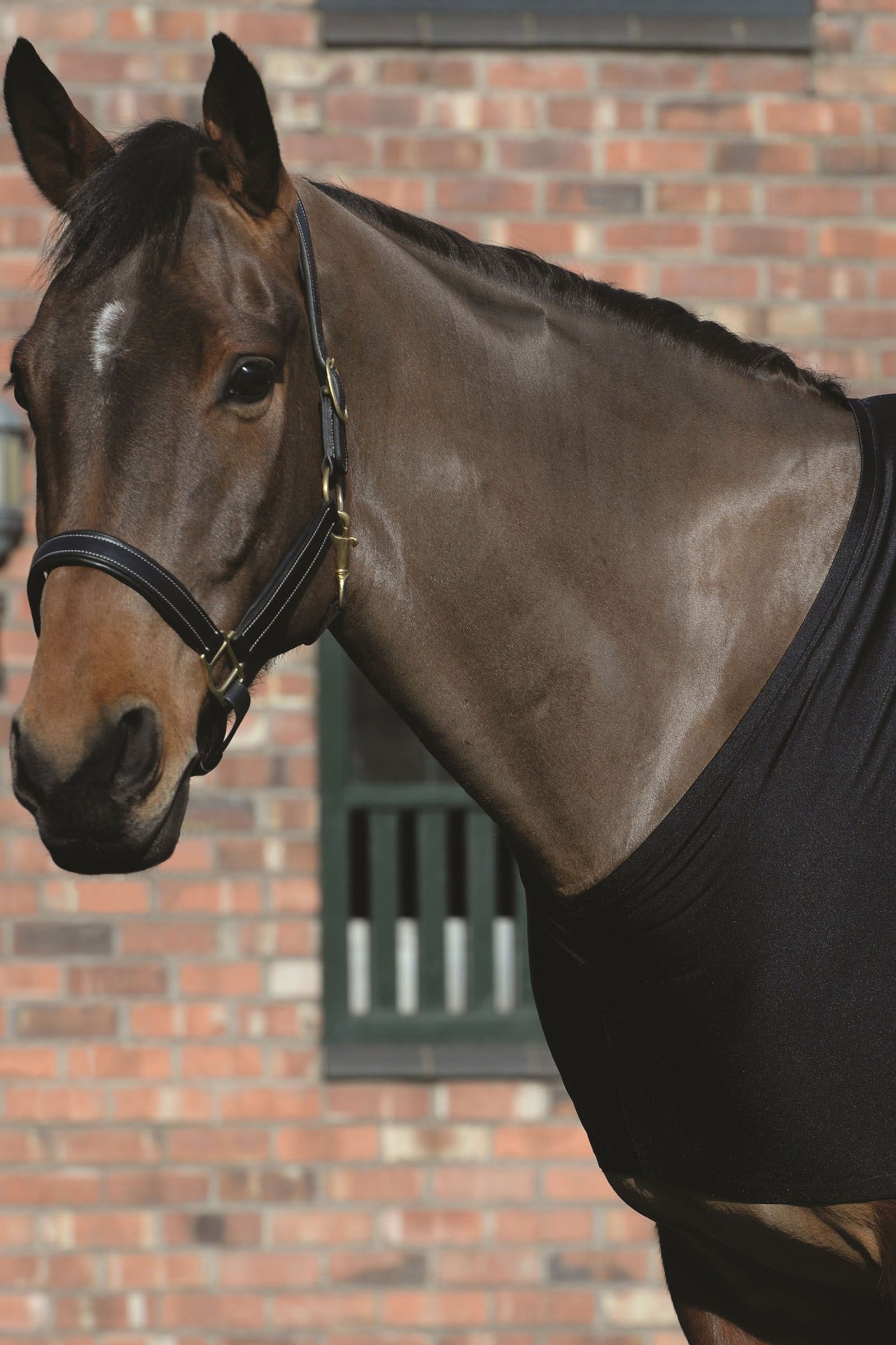 Weatherbeeta Stretch Schulterschutz Pferdedecken