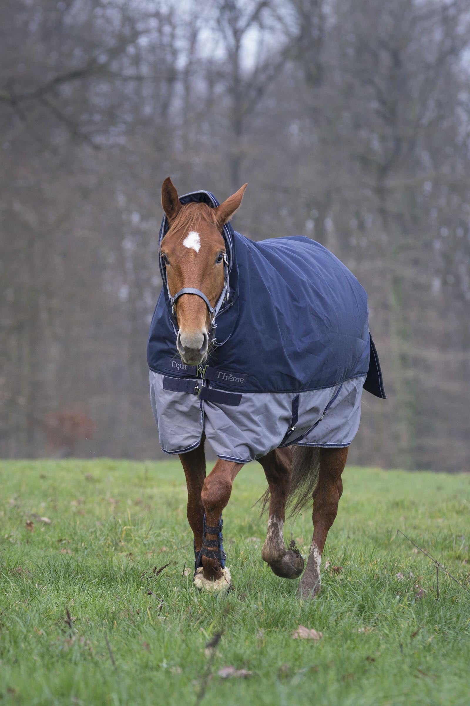 Equi Theme EQUITHÈME TYREX 600D Combo Rug, 350 g Horse Rugs