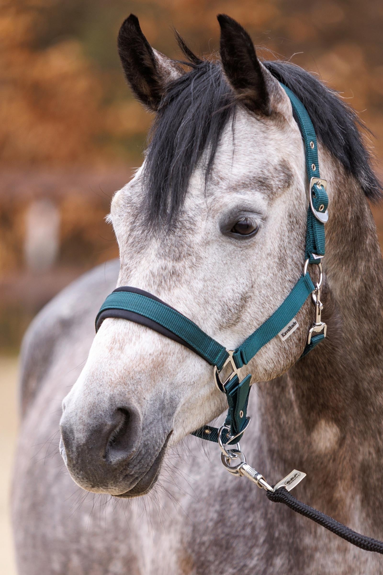 Kavalkade Classic Simple Halter Halters & Leads