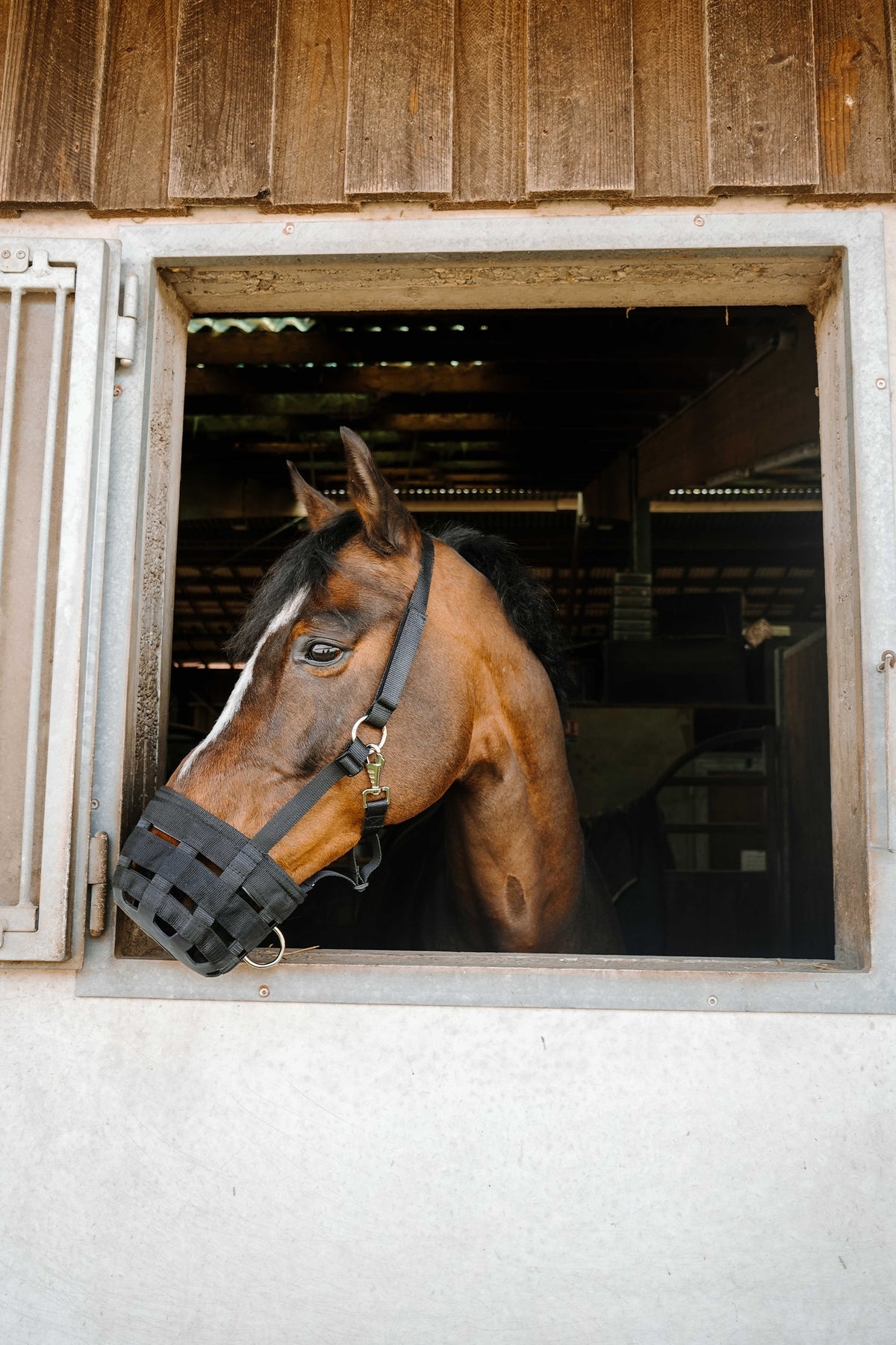 HIPPOTONIC Muzzle Halters & Leads