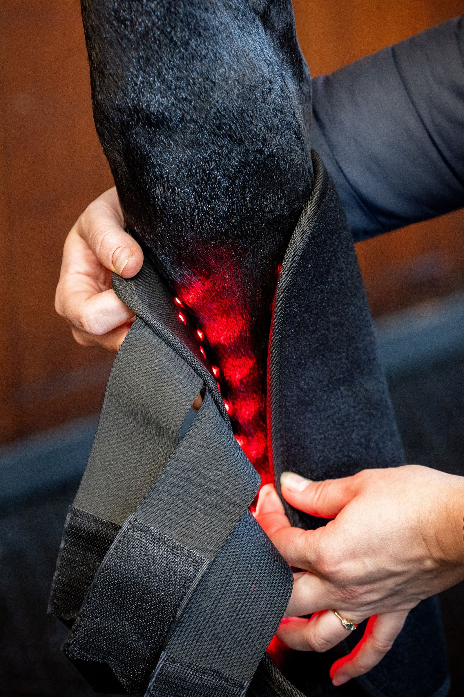 Horseware LED Red Light Therapy Leg Wrap (1 pc.) Leg & Hoof Protection