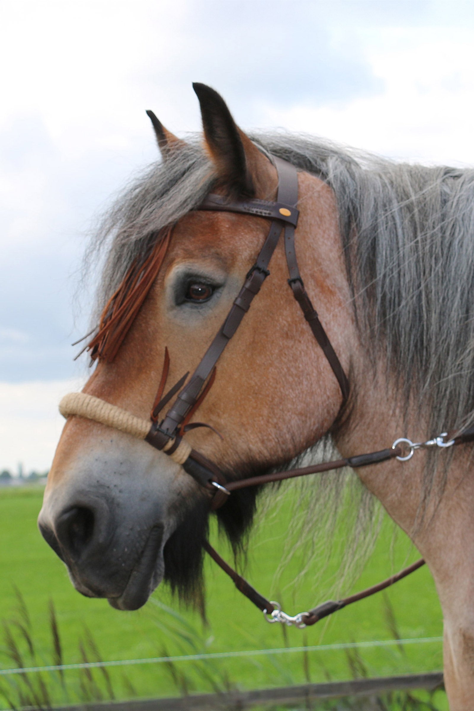 F.R.A. Freedom Riding Articles Tinver gebisslose Trense mit Zügeln (System 4), Shire Trensenzäume & Zügel