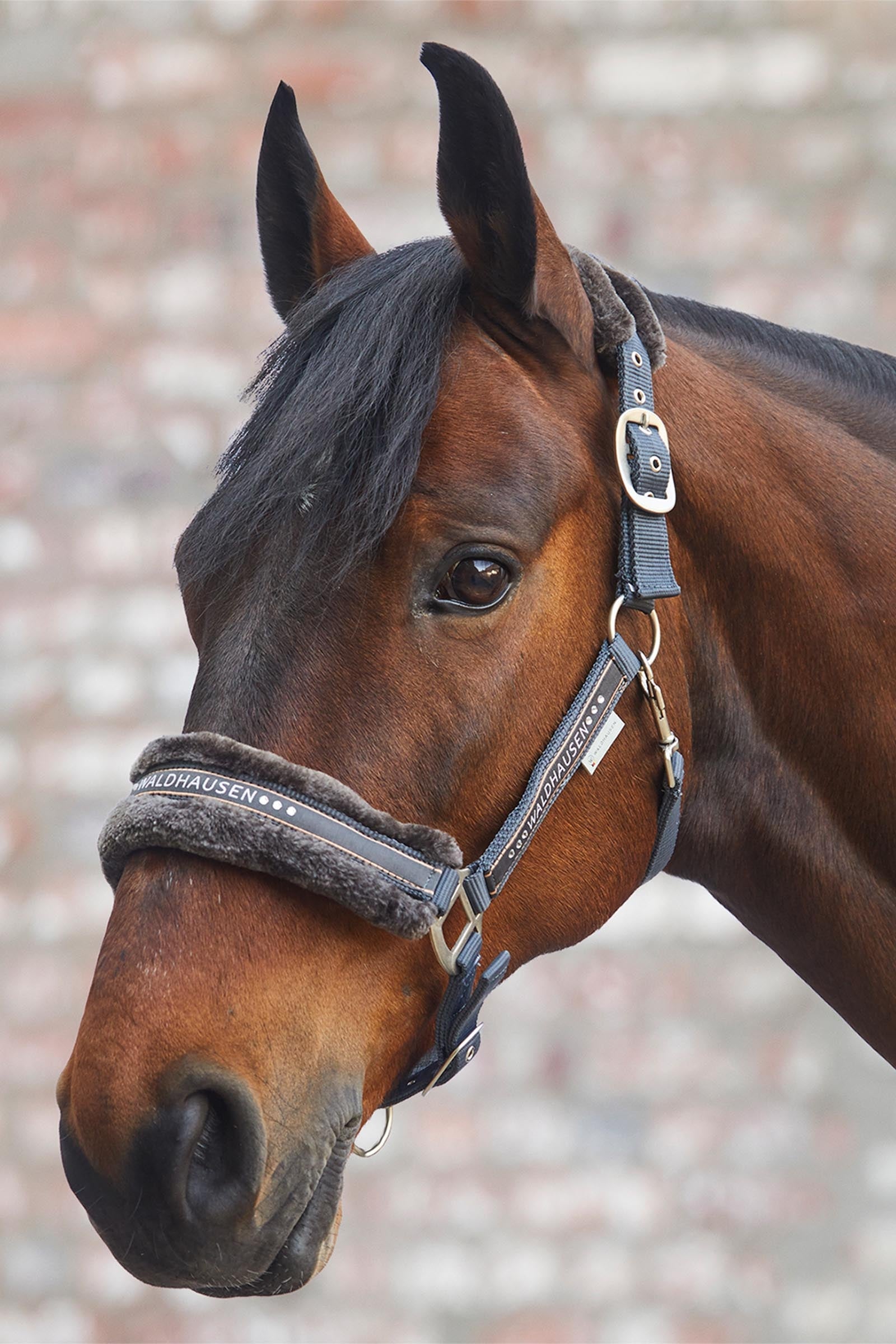Waldhausen Elegant Halter Halters & Leads