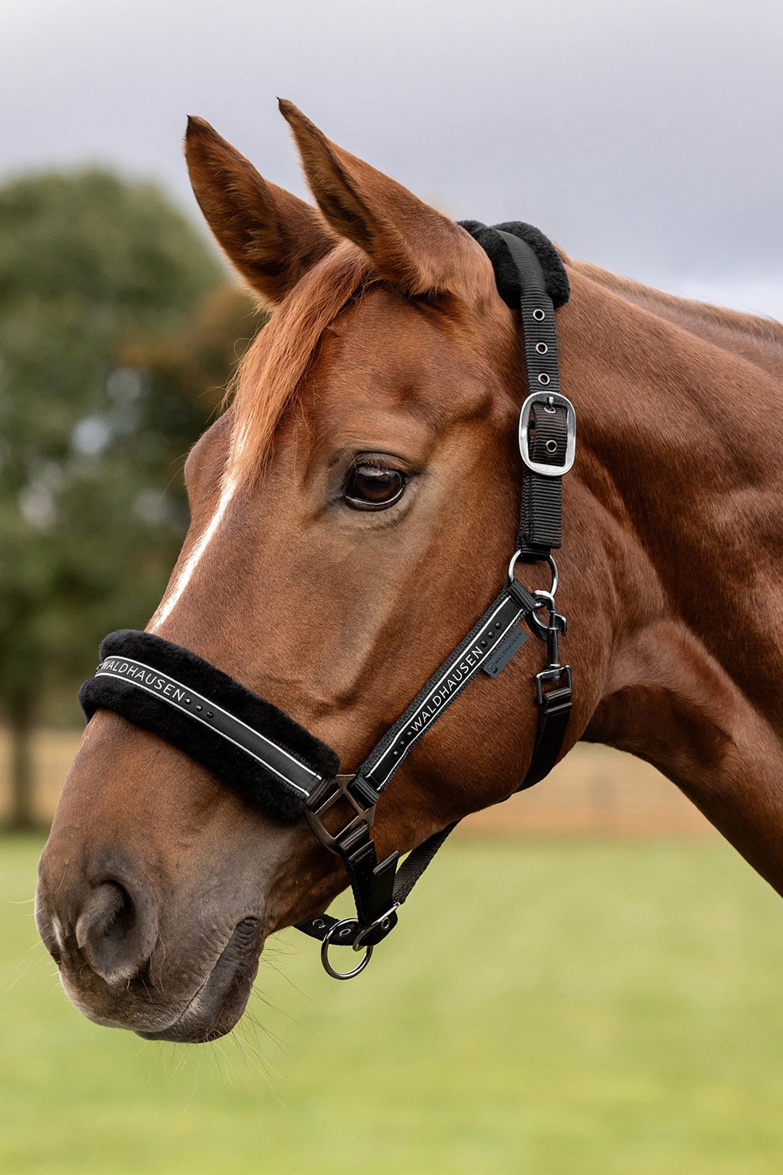 Waldhausen Elegant Halter Halters & Leads