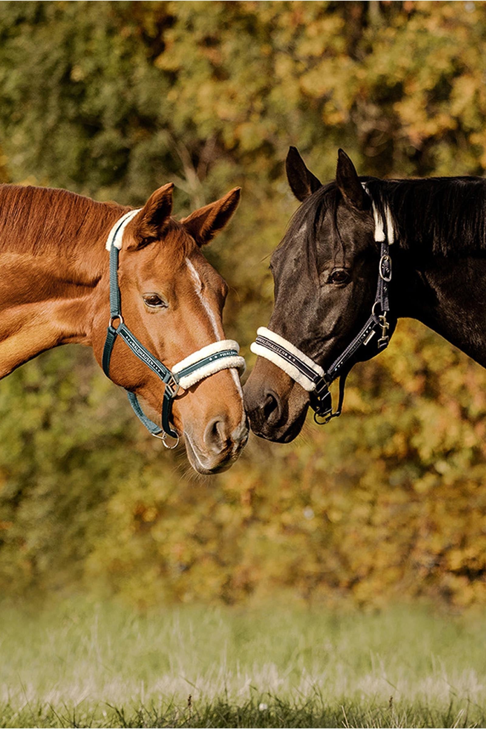 Waldhausen Elegant Halter Halters & Leads