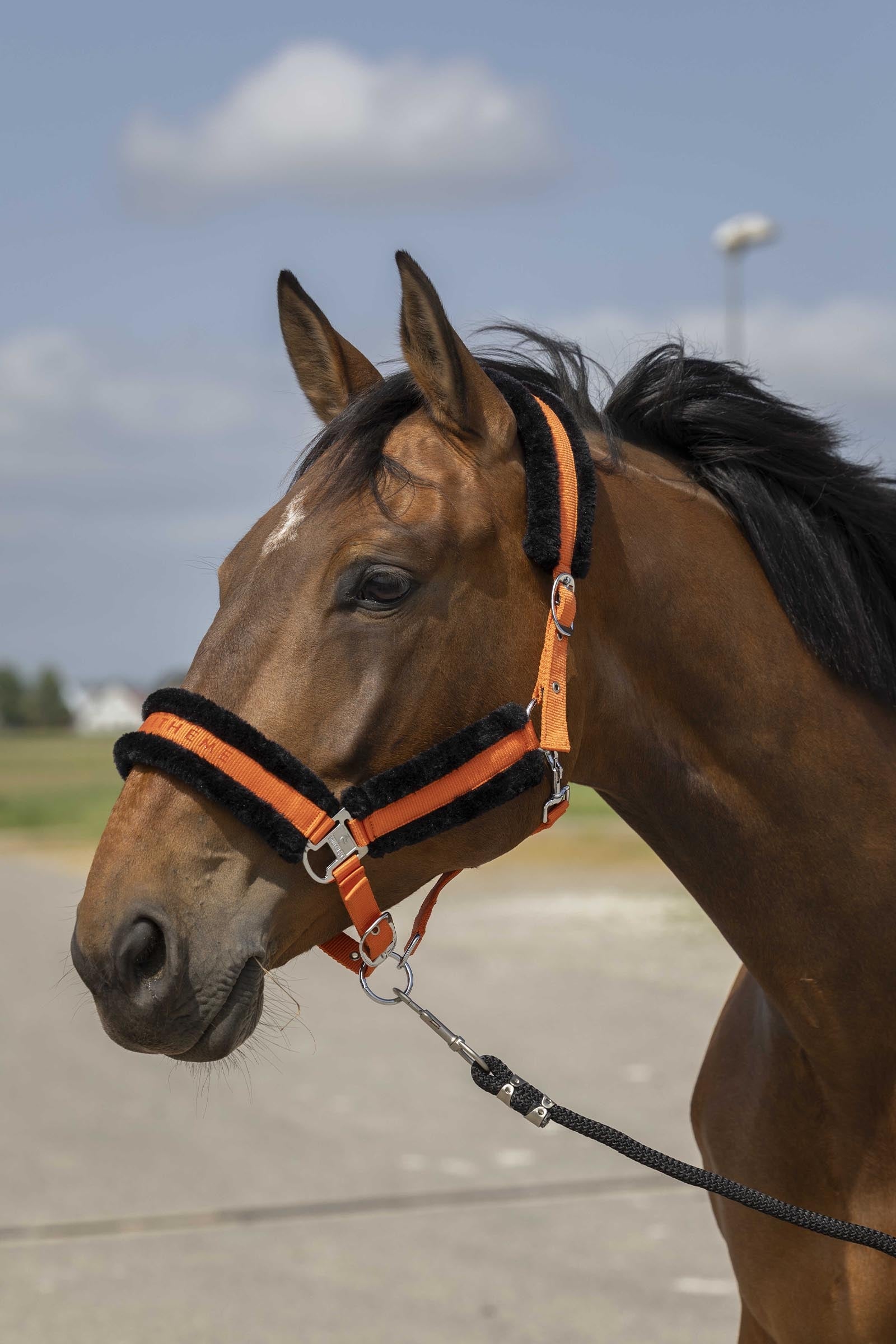EQUITHÈME Nylon Mouton Halfter Halfter & Stricke