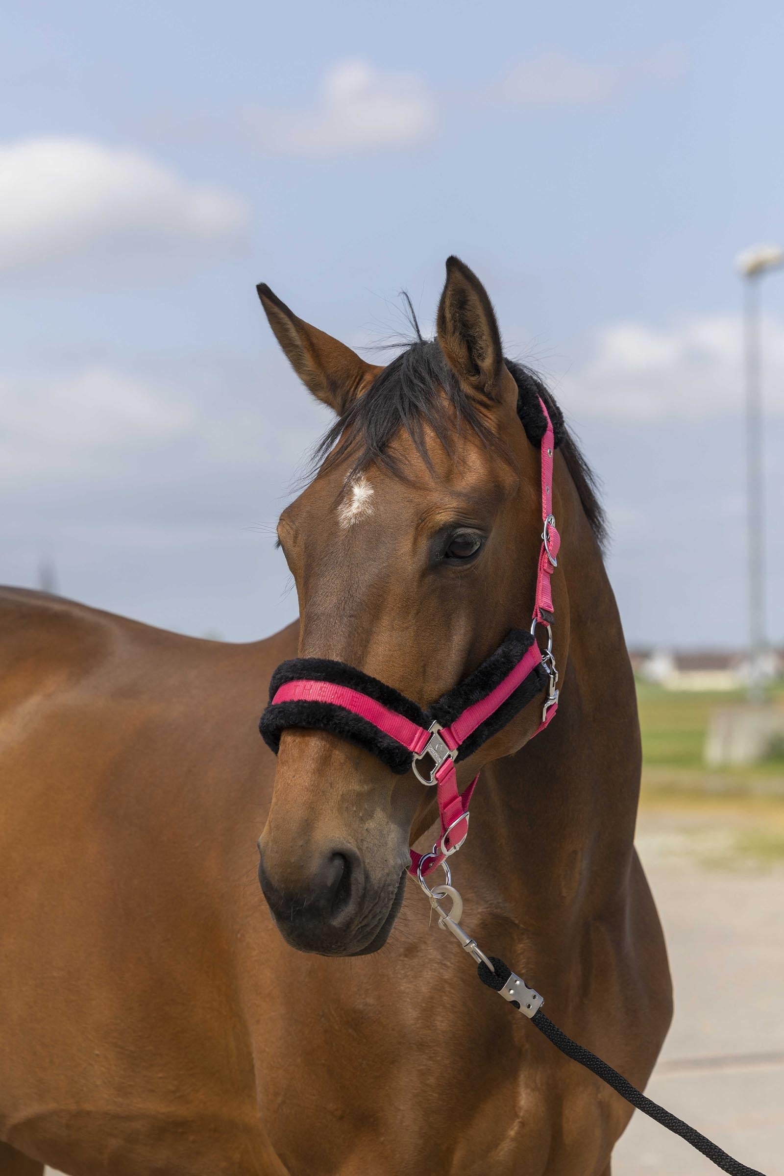 EQUITHÈME Nylon Mouton Halfter Halfter & Stricke