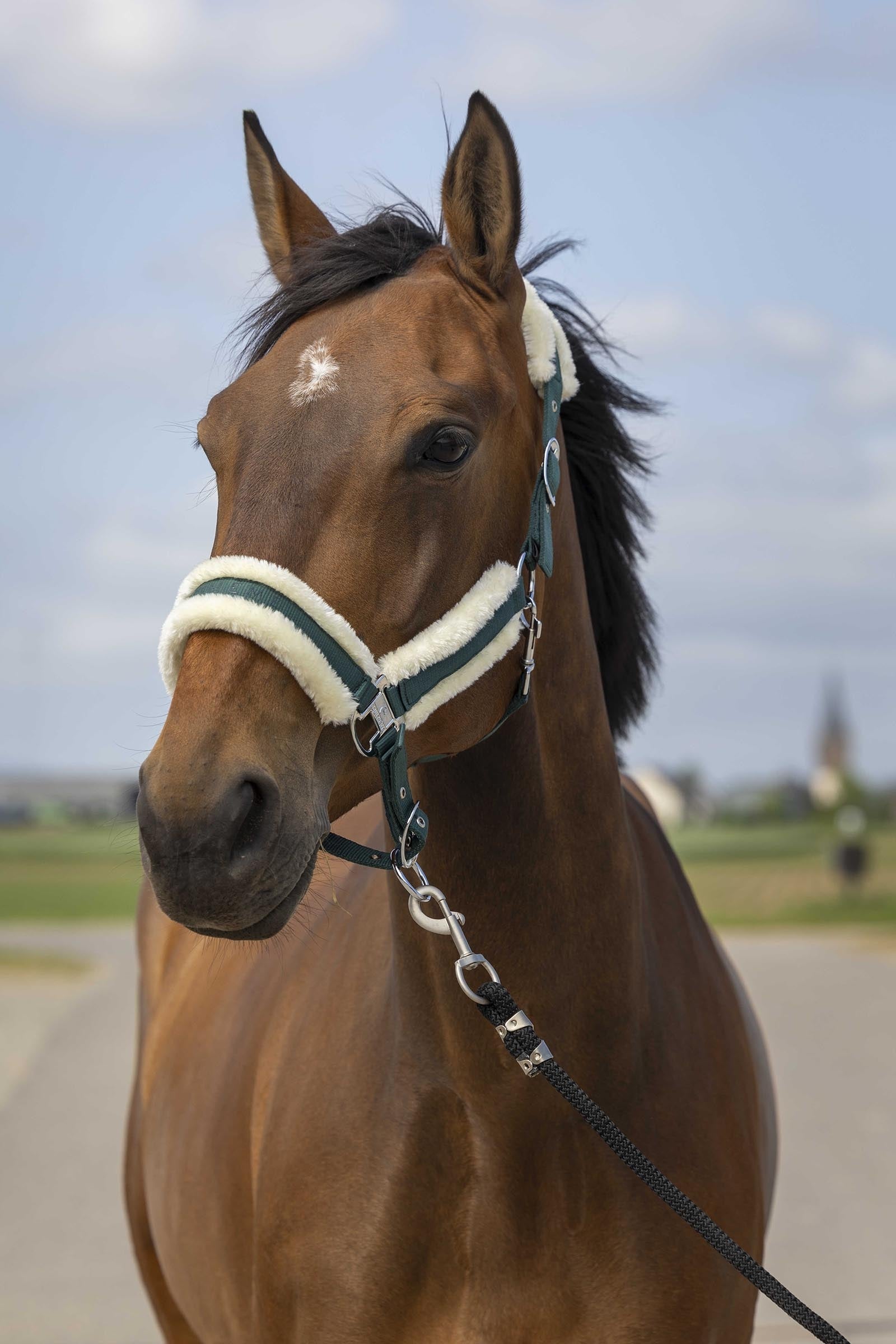 EQUITHÈME Nylon Mouton Halfter Halfter & Stricke