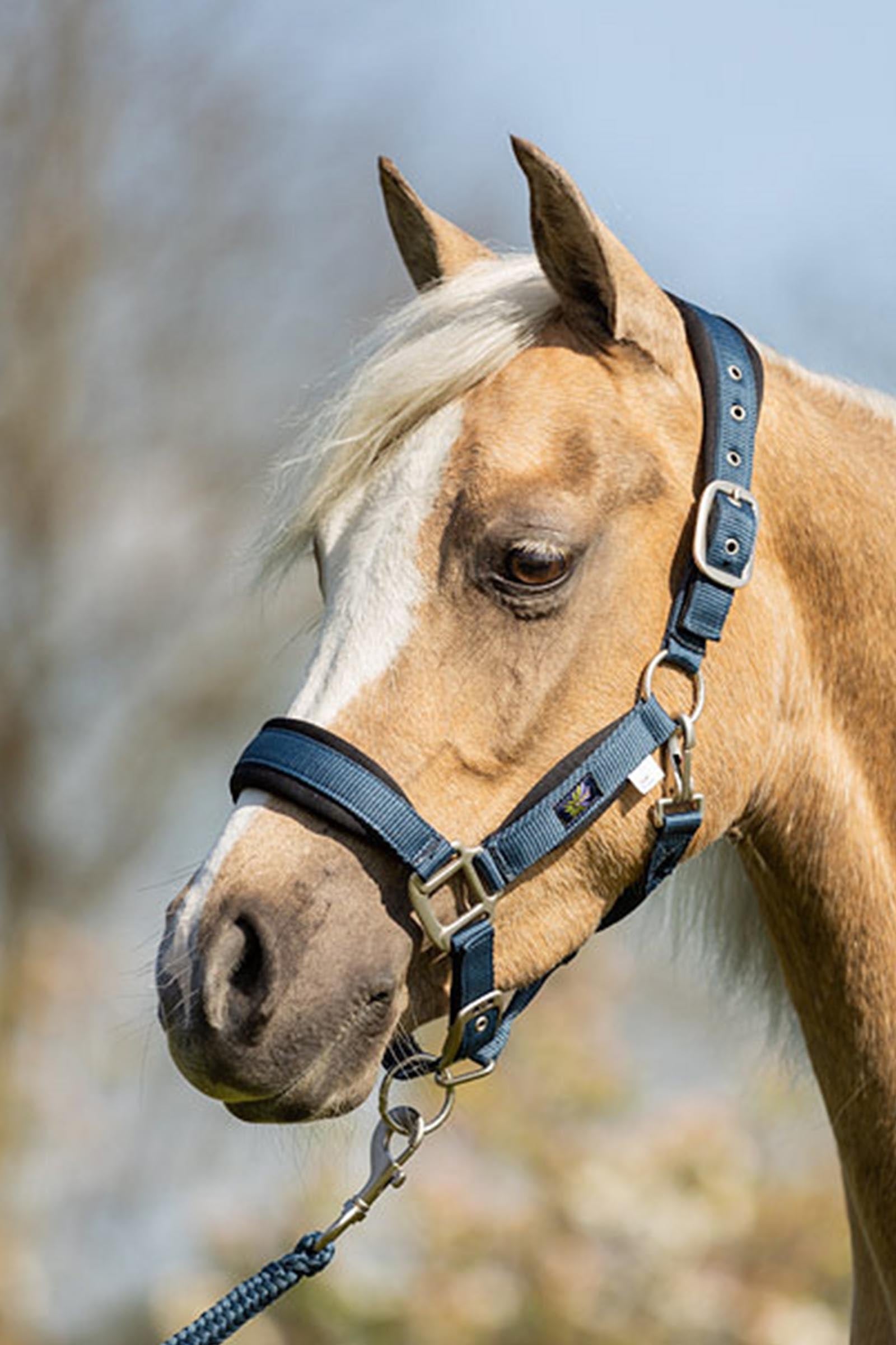 BR Pony / Mini Horse Halter With Lead Halters & Leads