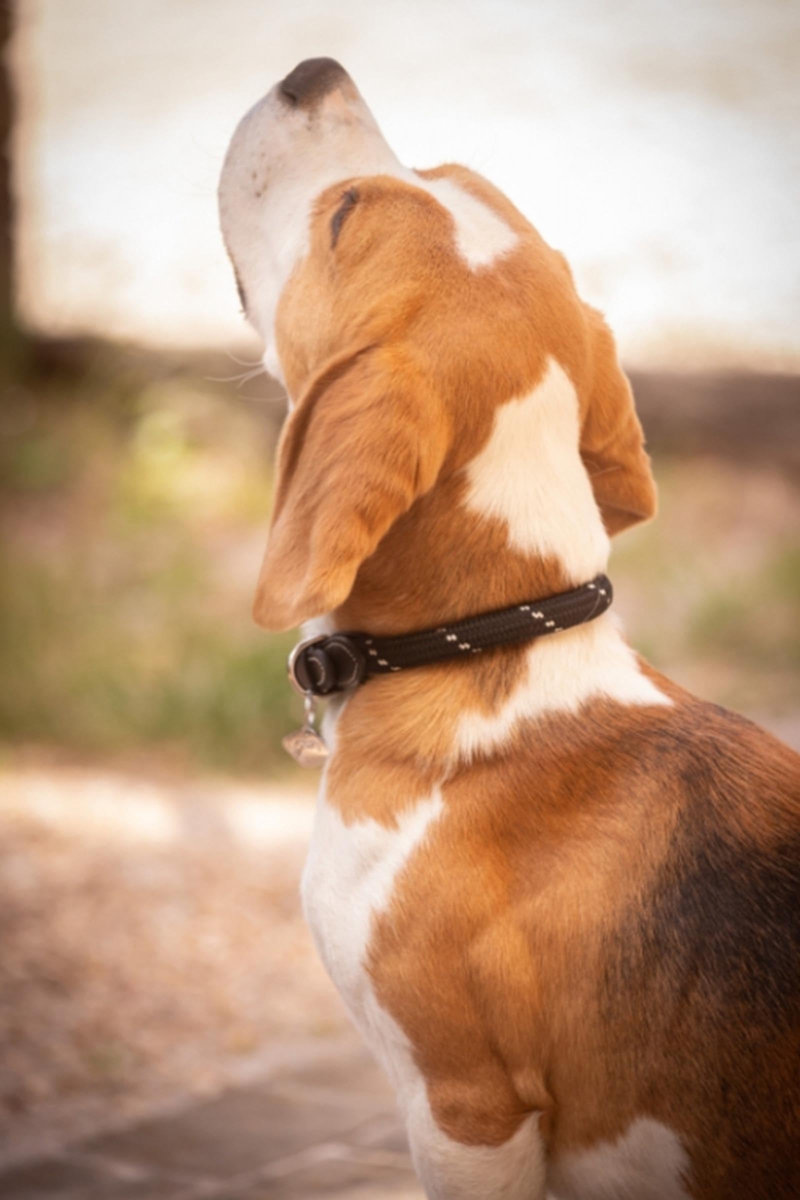 PENELOPE Billie Dog Collar Dog Accesories