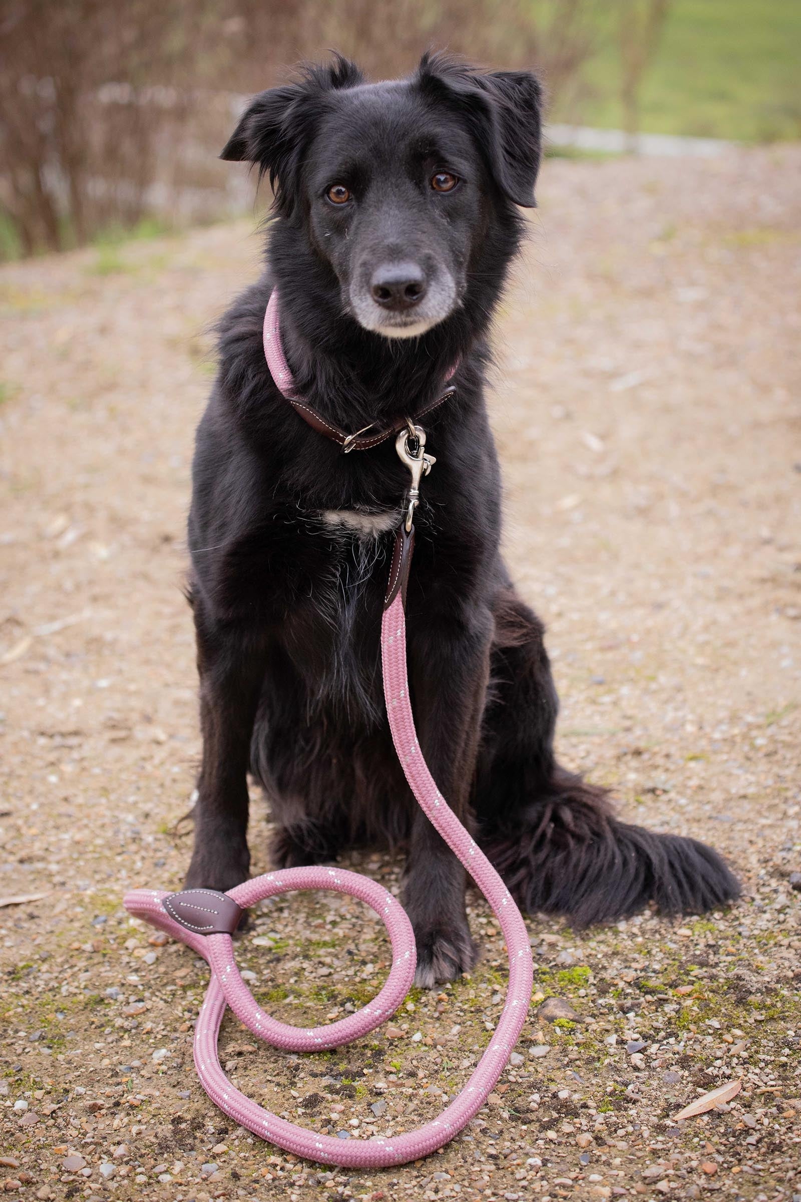 PENELOPE Billie Dog Collar Dog Accesories