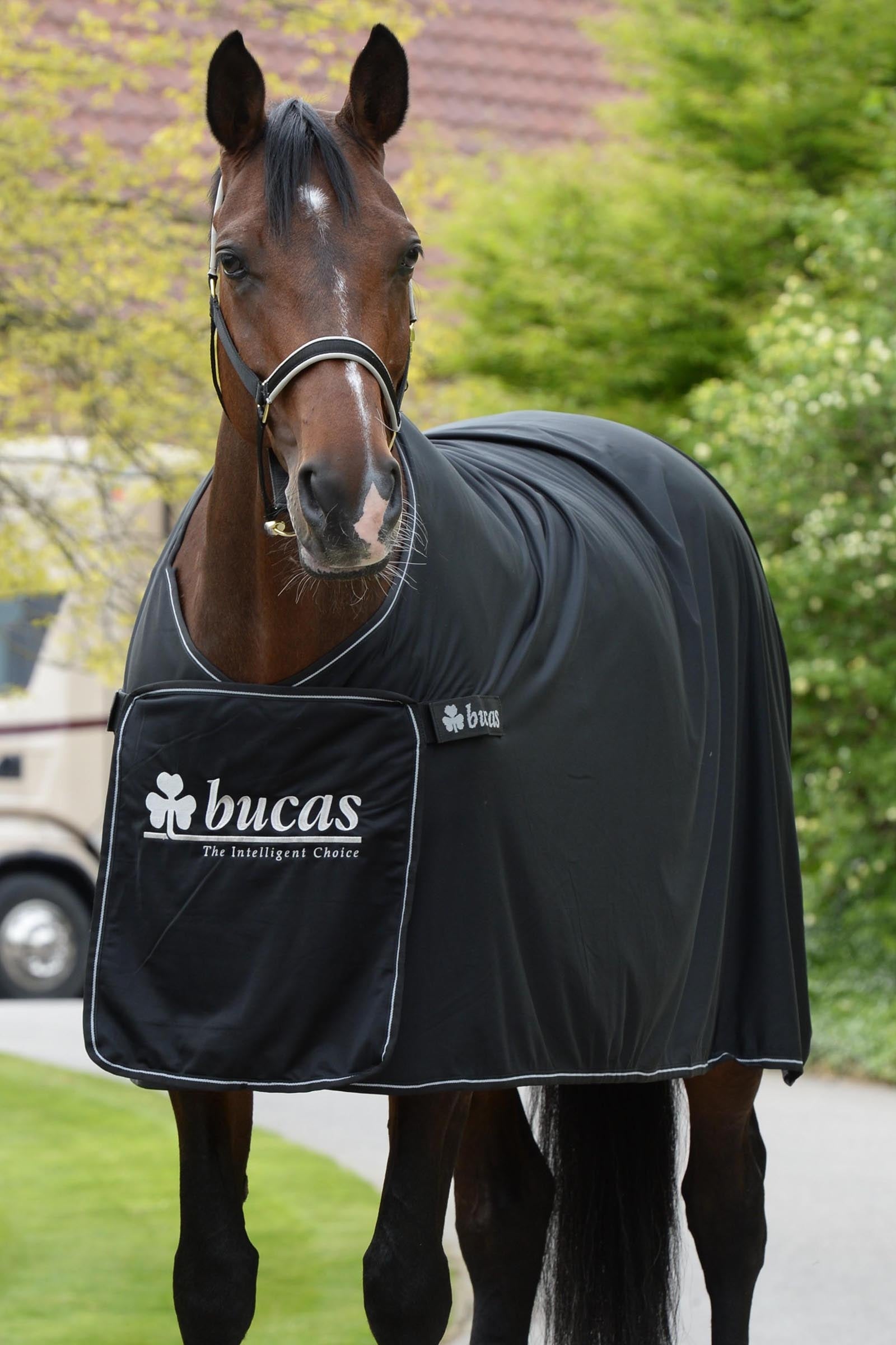 Bucas Panel Prize Cooler Horse Rugs