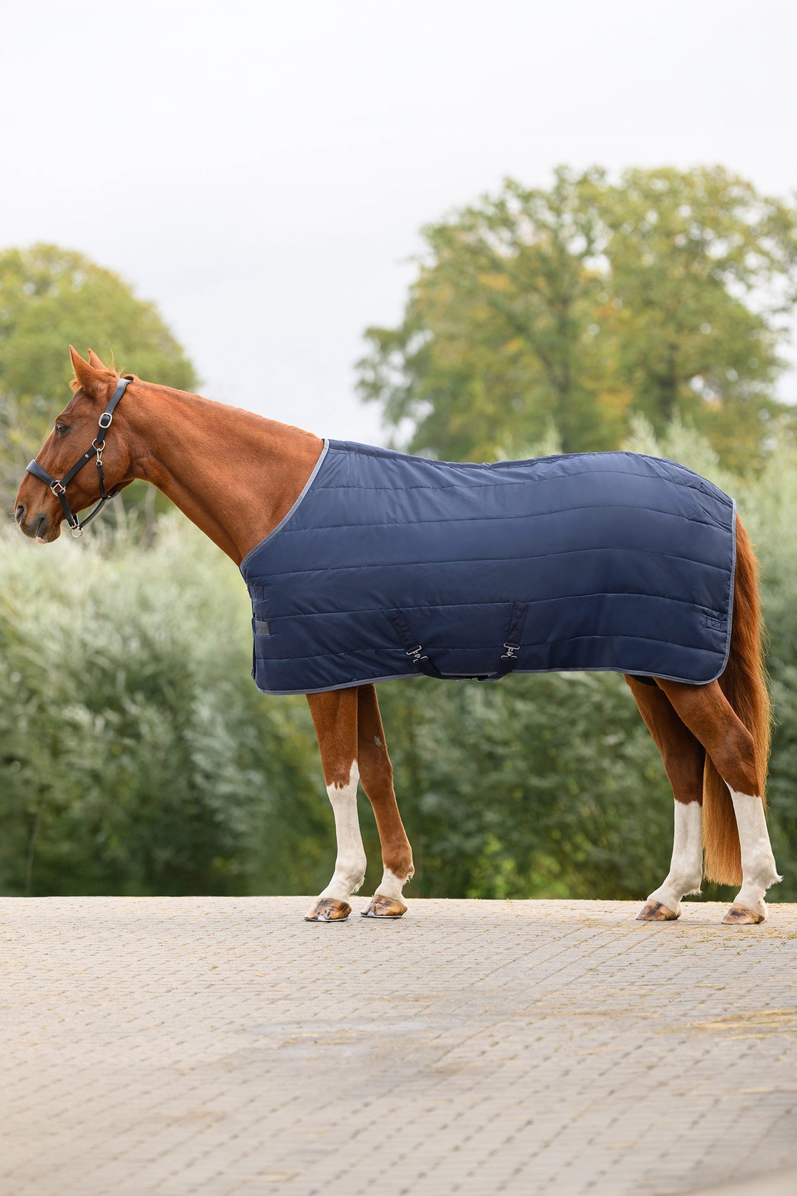 Waldhausen ECONOMIC Stalldecke, 100g Pferdedecken