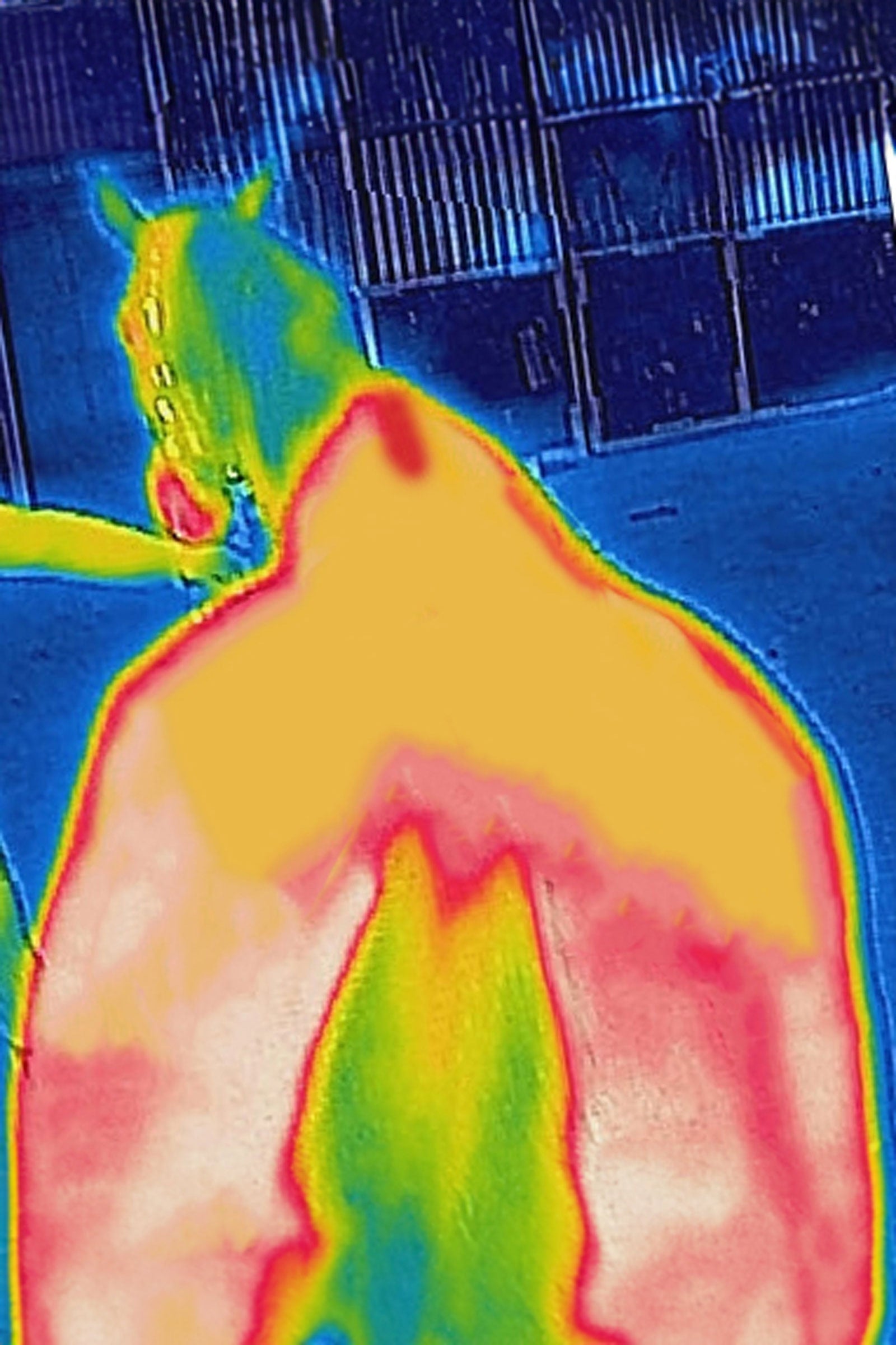 Bucas Therapy Cooler Rug, 0 g Horse Rugs