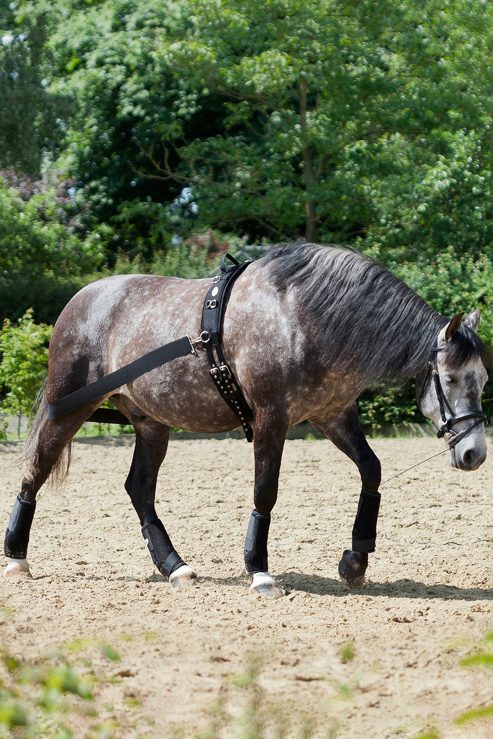 USG CoraLe Training System Bridles & Reins
