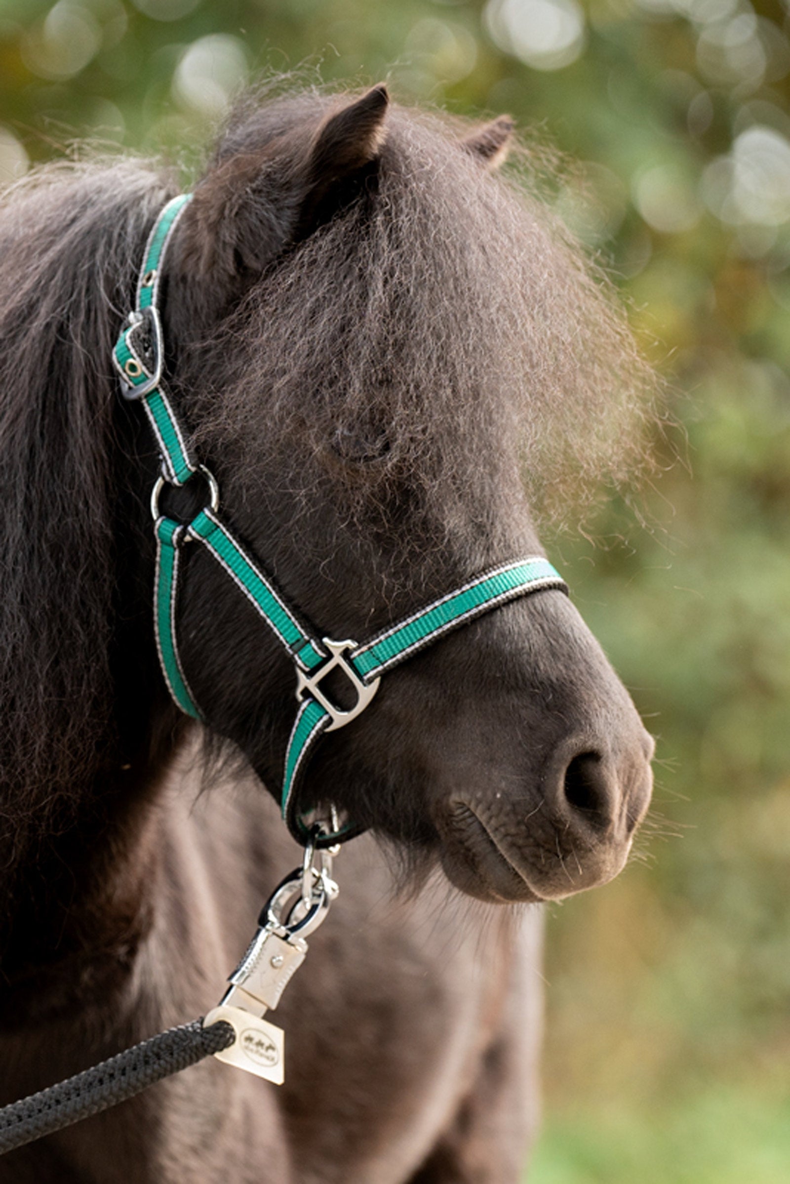 Kavalkade Shorty Shetty Halter Pony & Shetland Tac