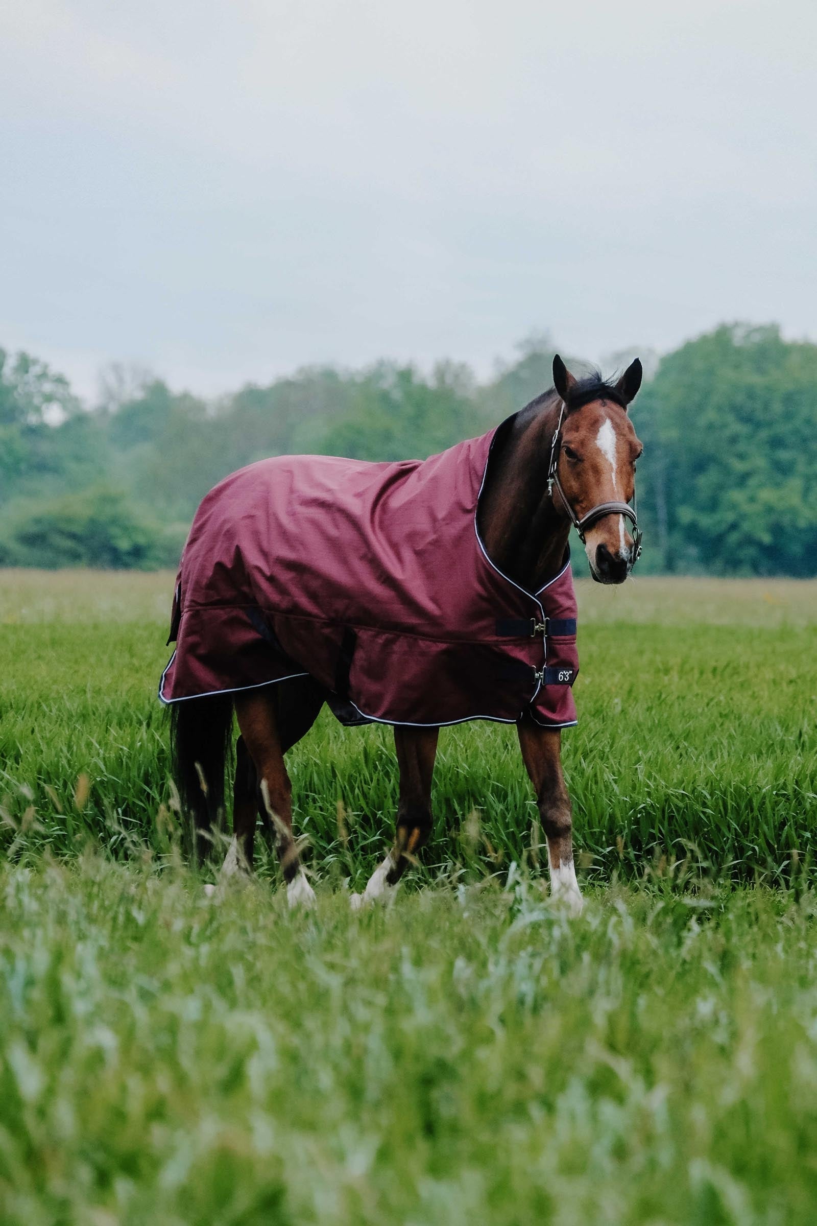 Equi Theme EQUITHÈME TYREX 1200D Turnout Rug, 300 g Horse Rugs