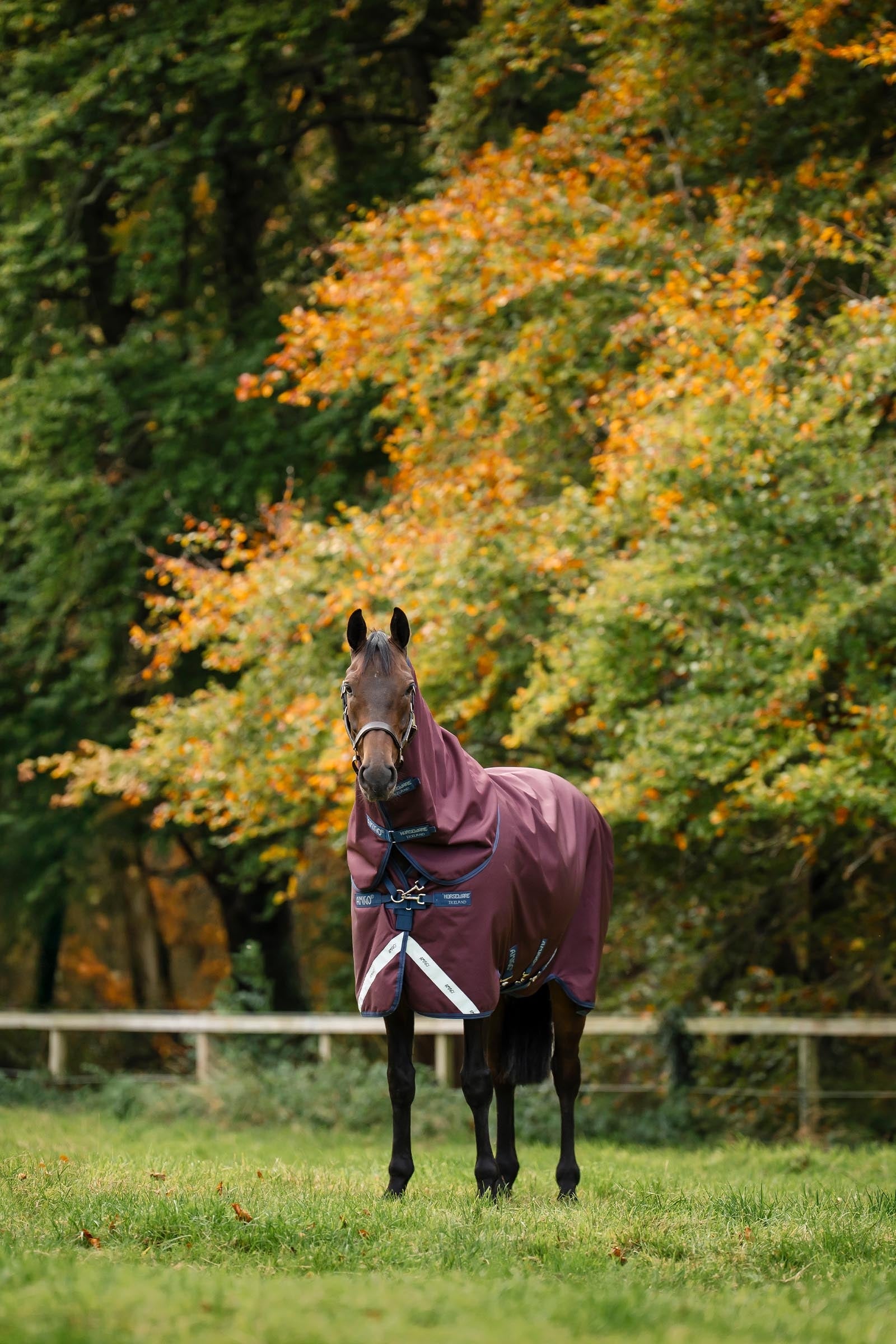 Horseware Amigo Bravo 12 Plus Turnout Rug With Detachable Neck, 0g Horse Rugs