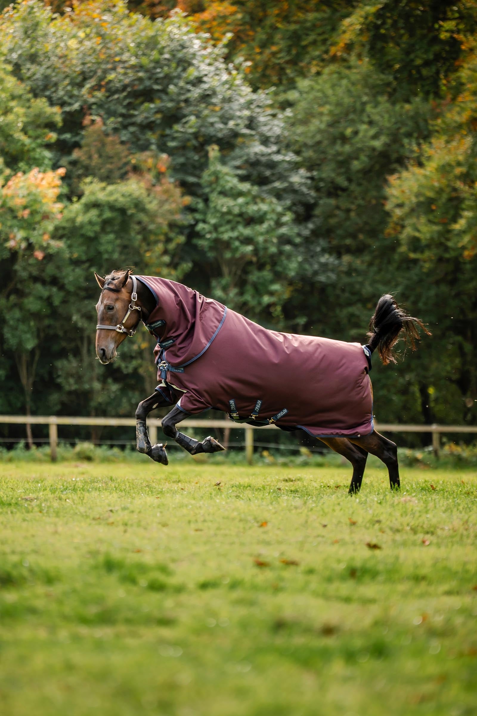 Horseware Amigo Bravo 12 Plus Turnout Rug With Detachable Neck, 0g Horse Rugs