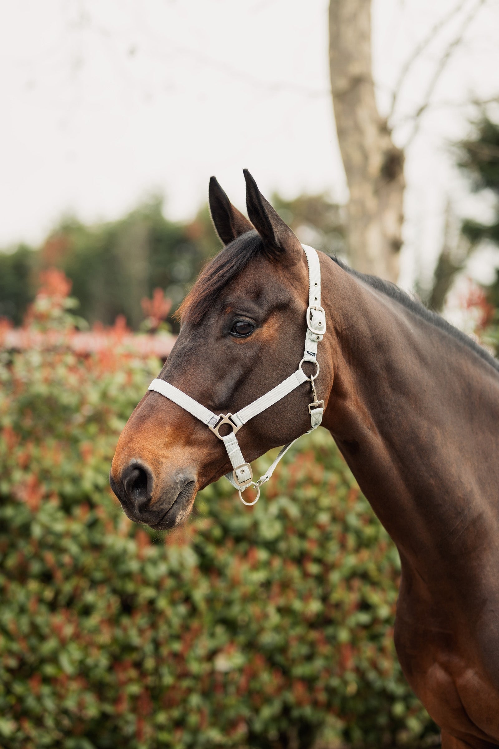Horze Rose Tonique Halter Halters & Leads