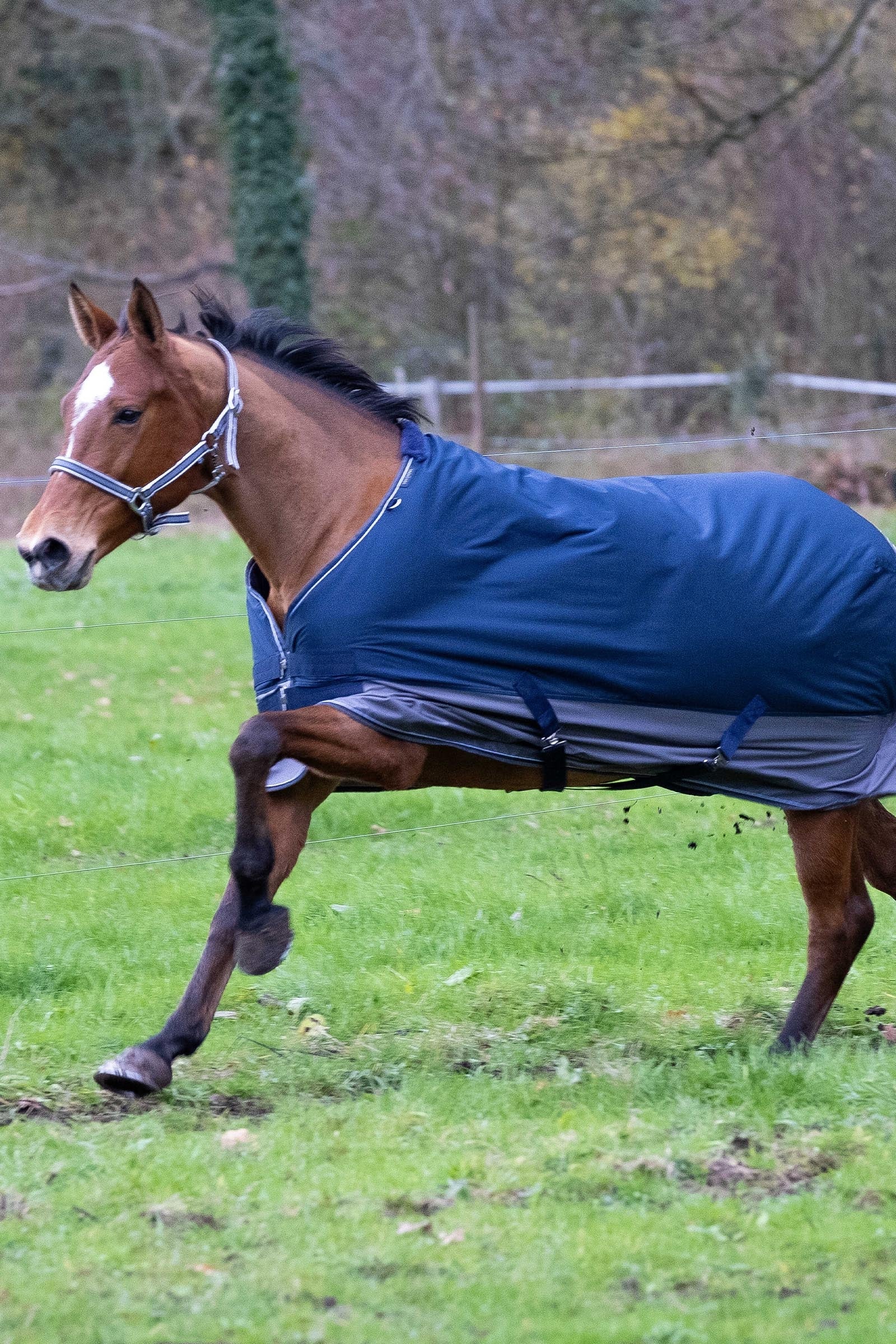 Equi Theme EQUITHÈME TYREX 600D Turnout Rug Horse Rugs