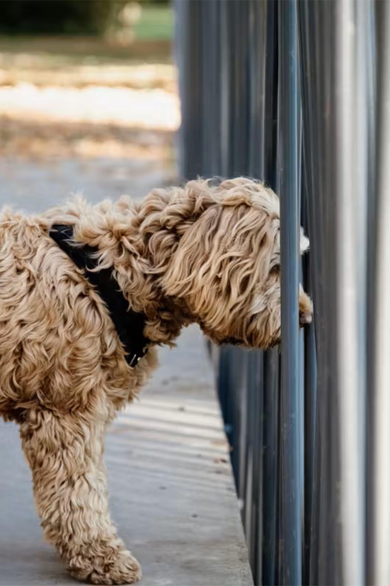 Kentucky Dogwear Active Velvet Dog Harness Dog Accesories