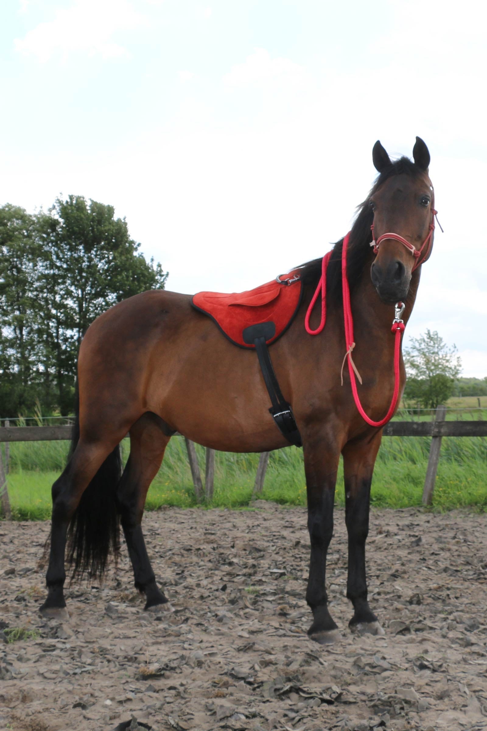 F.R.A. Freedom Riding Articles Chico Bareback Pad, Nubuck Leather Saddles, Girths & Stirrups