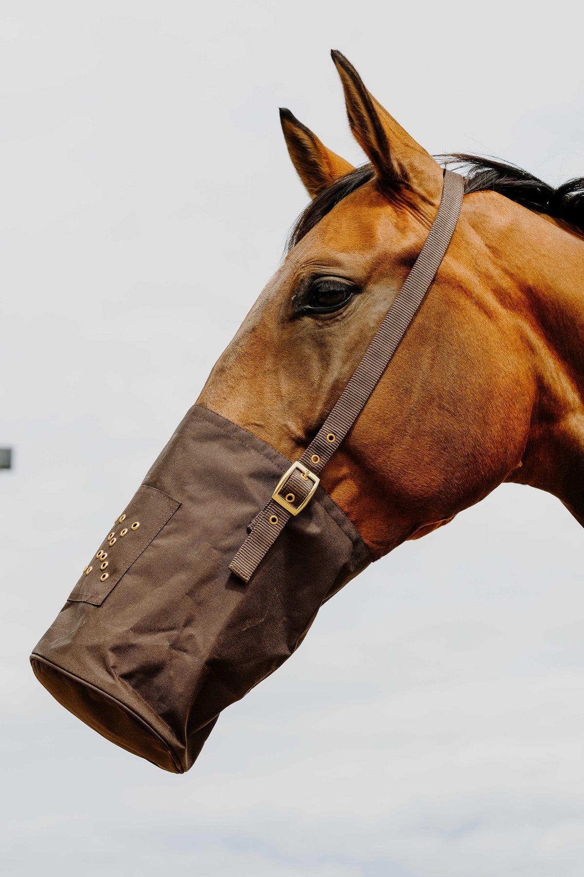 HIPPOTONIC 600D Feed Bag Horse Feeders & Waterers