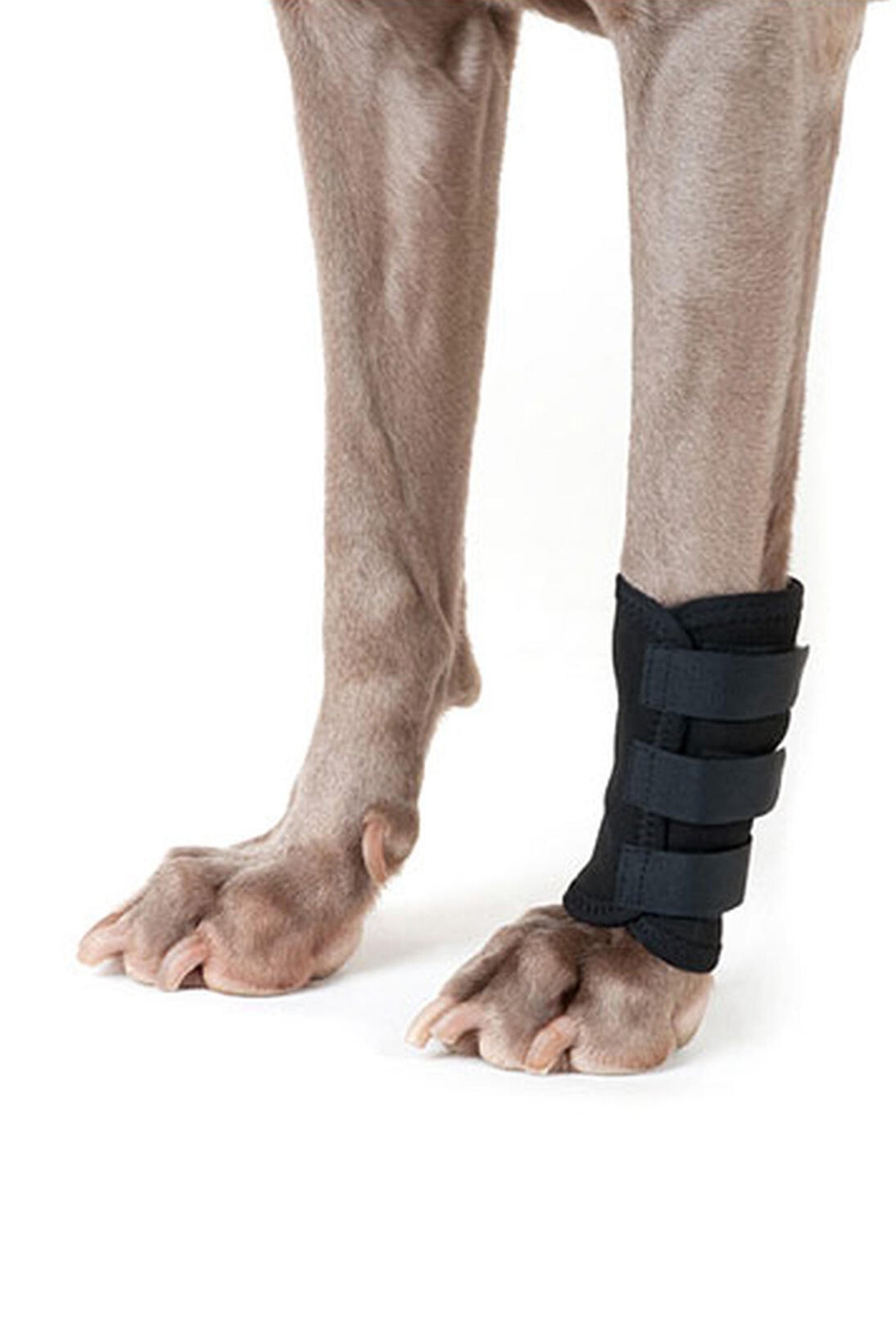 Back on Track Bandage für Hunde (1 Stück) Hund