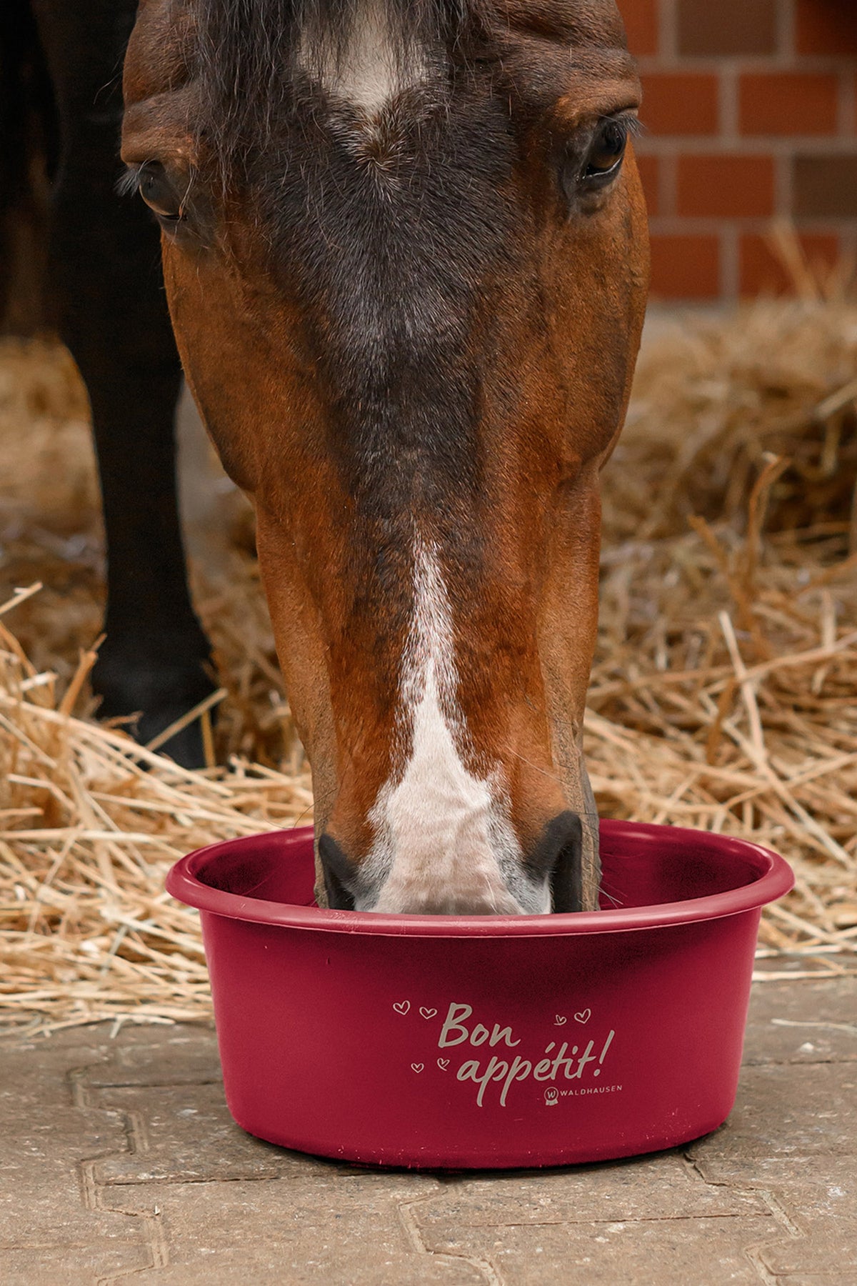 Waldhausen Muesli Bowl With Lid Horse Feeders & Waterers