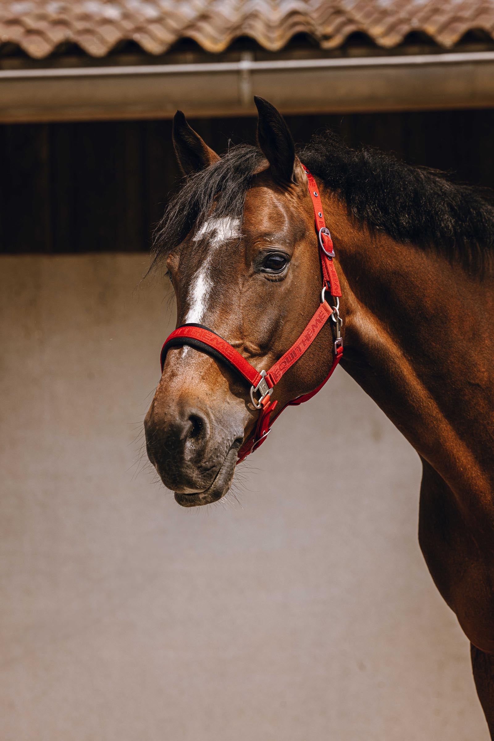 EQUITHÈME Jacquard Nylonhalfter Halfter & Stricke