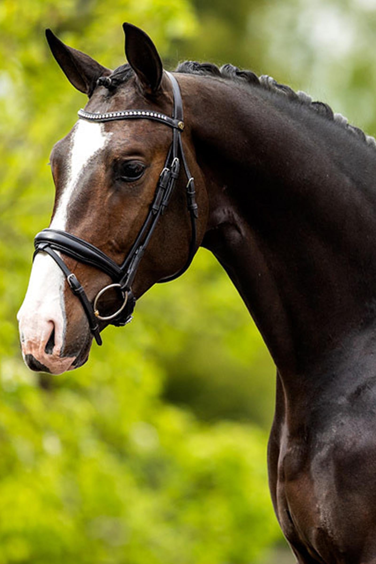 BR Southam Bridle Bridles & Reins
