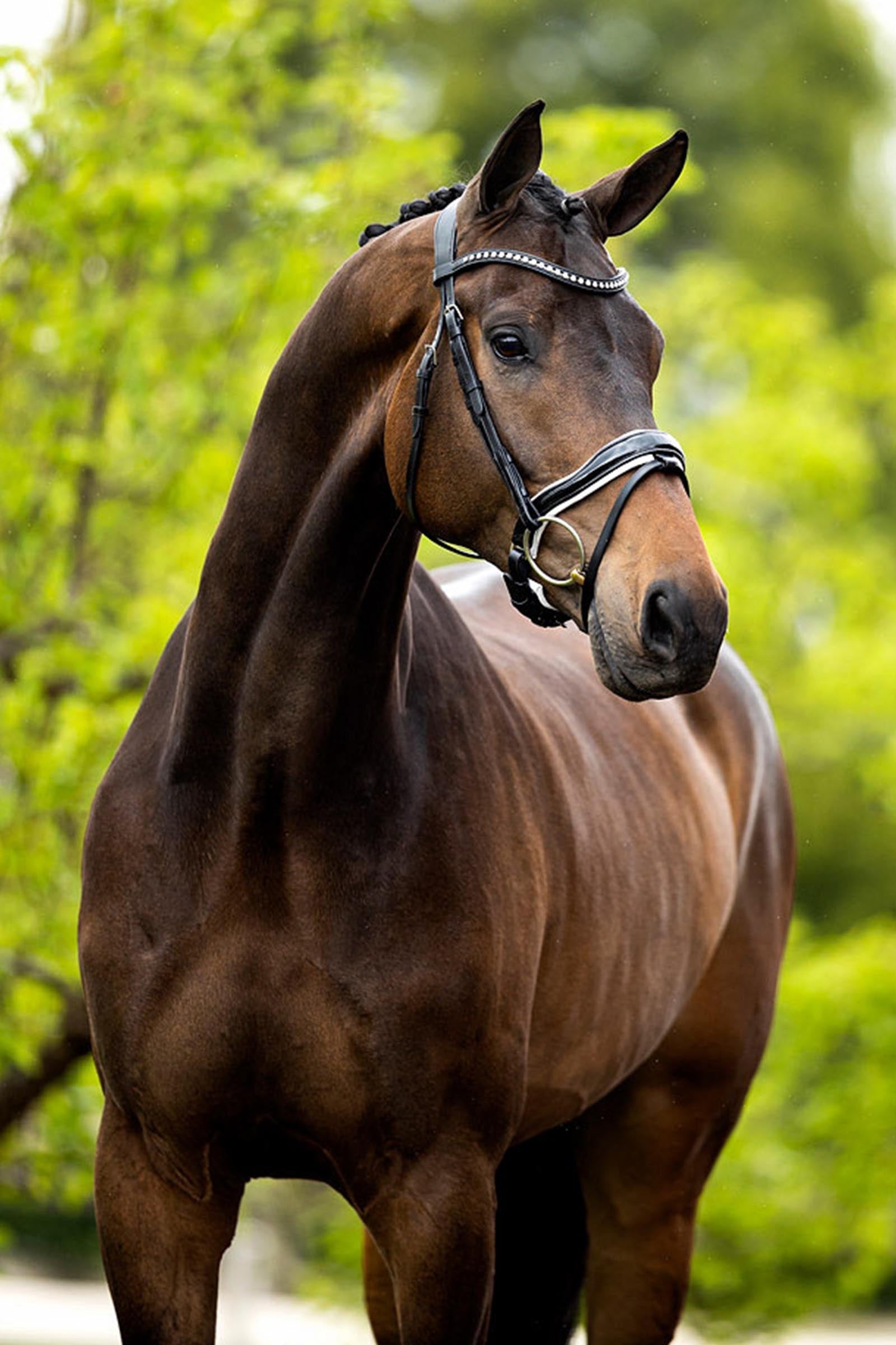 BR Bolton Bridle Bridles & Reins