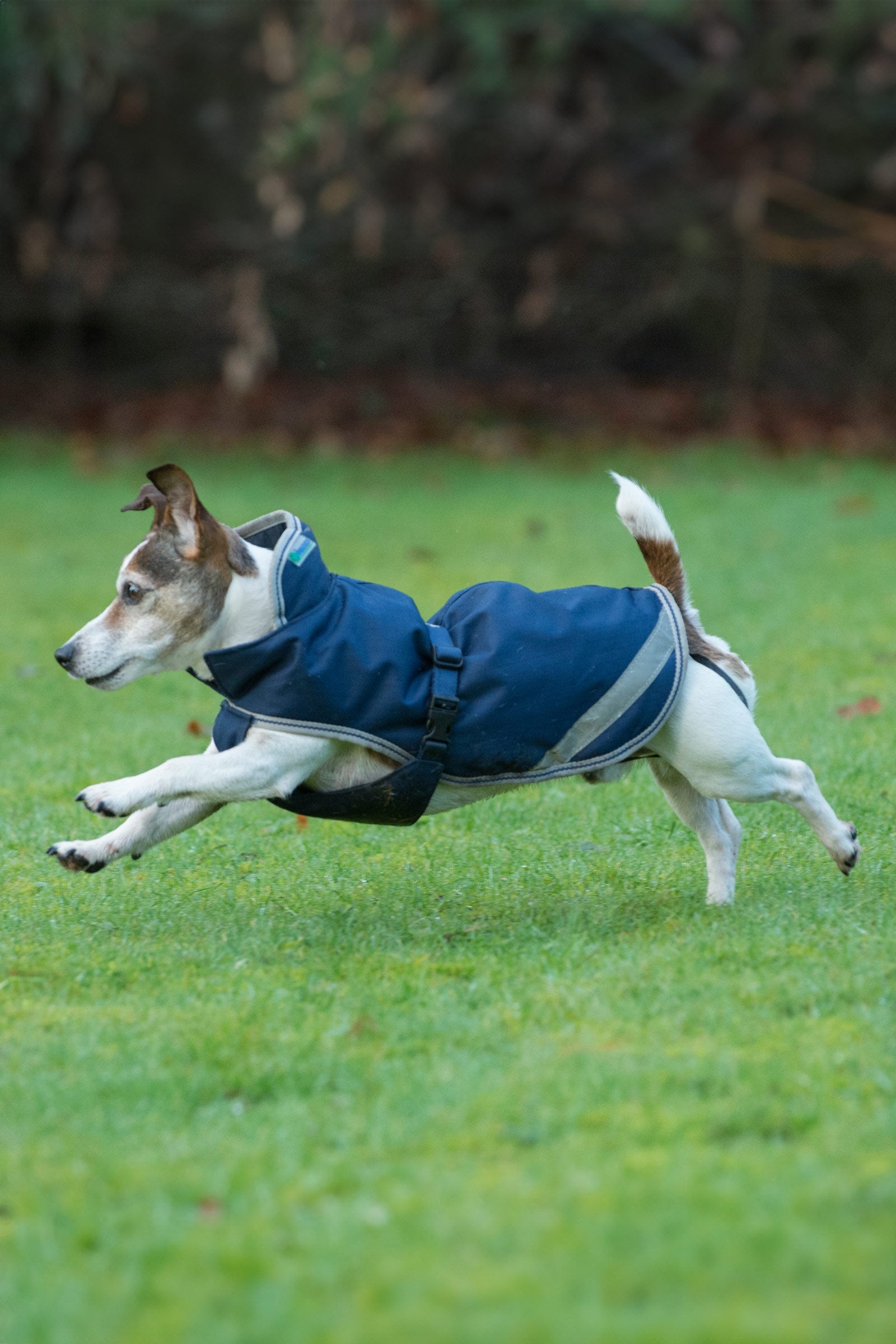 Bucas Freedom Dog Rug, 50g (30-45 cm) Dog Accesories