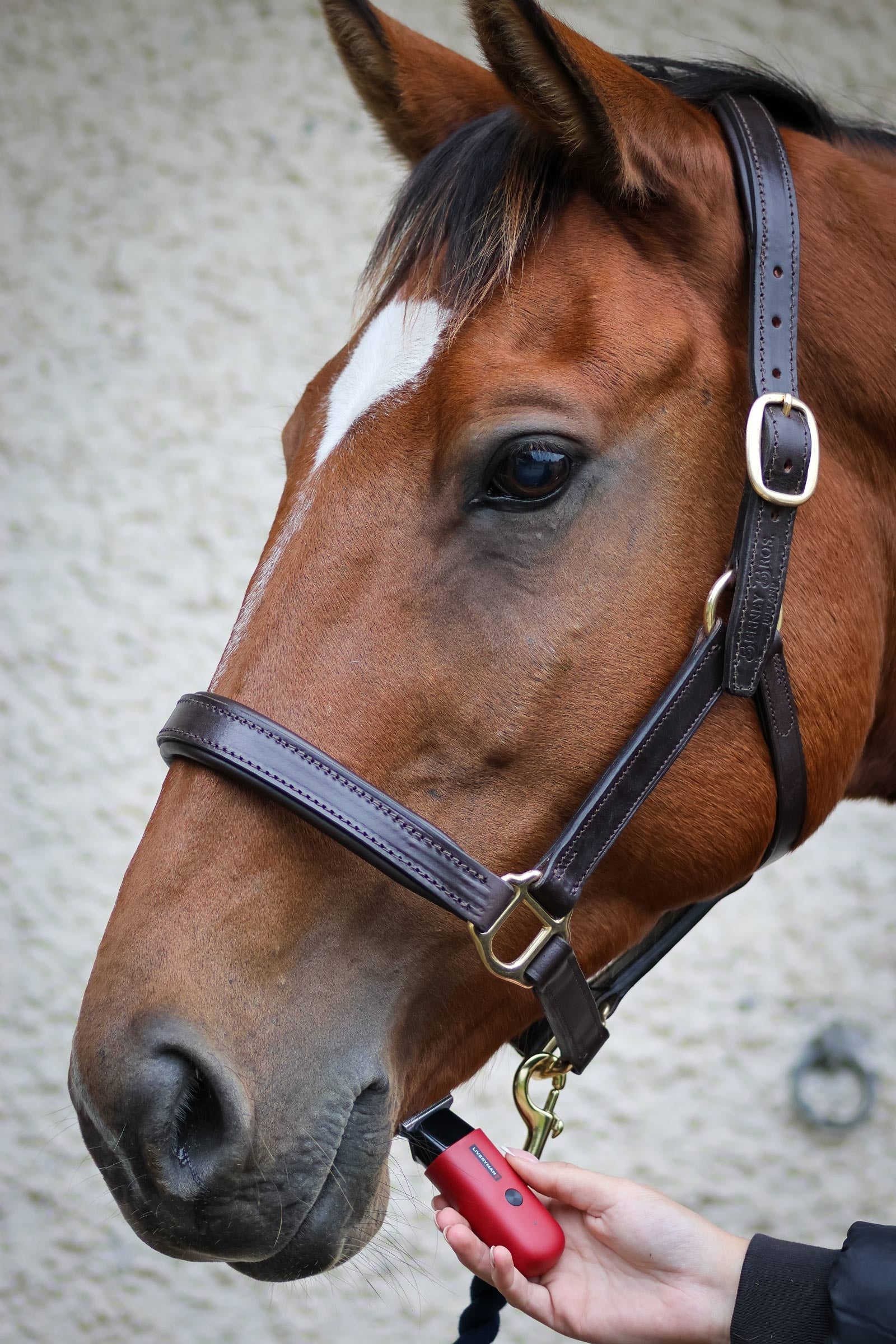 Liveryman Robin Equine Trimmer Horse Clipping & Trimming Tools