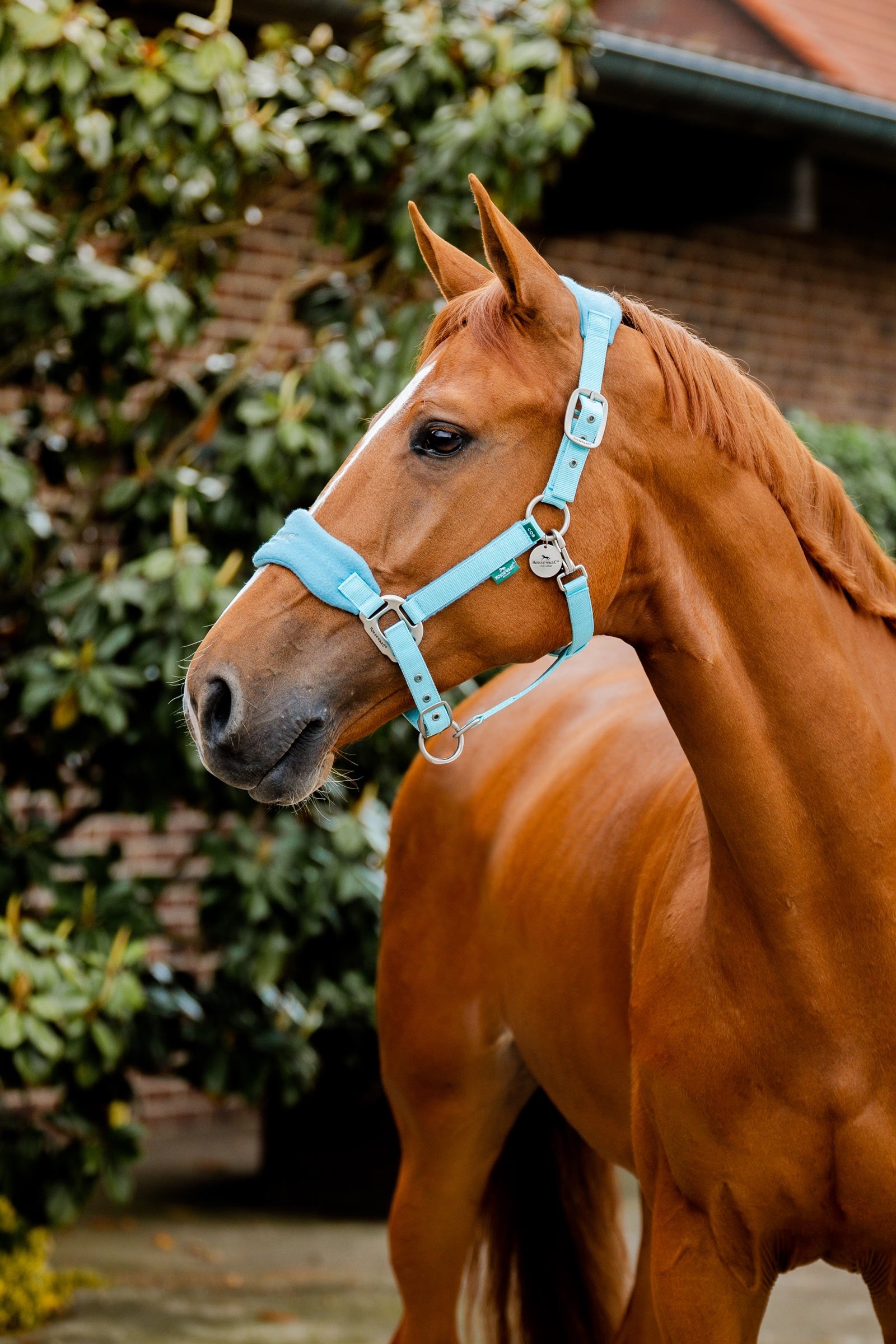 Horseware Signature Putzhalfter Halfter & Stricke