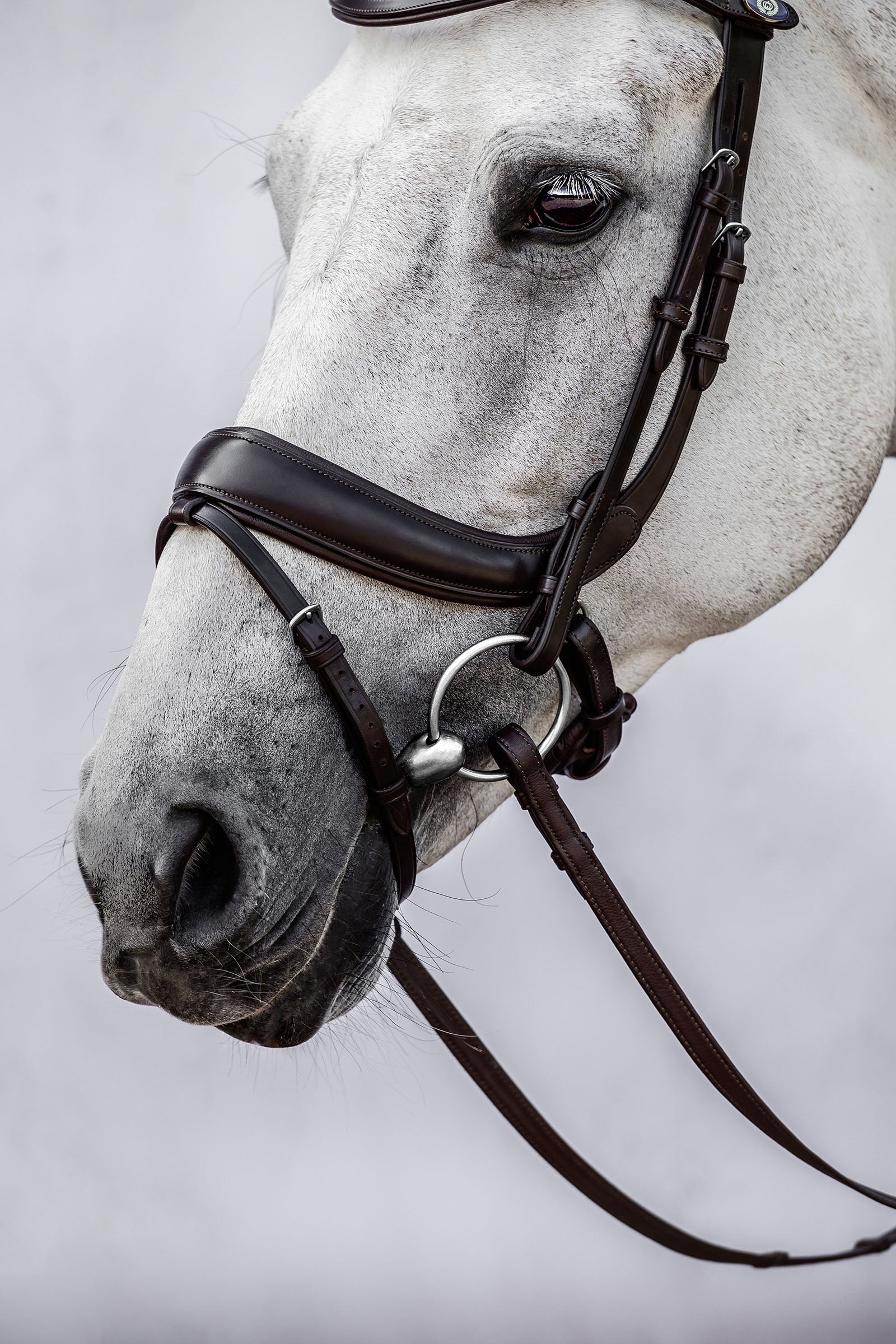 PS of Sweden bridle Paladin Bridles & Reins