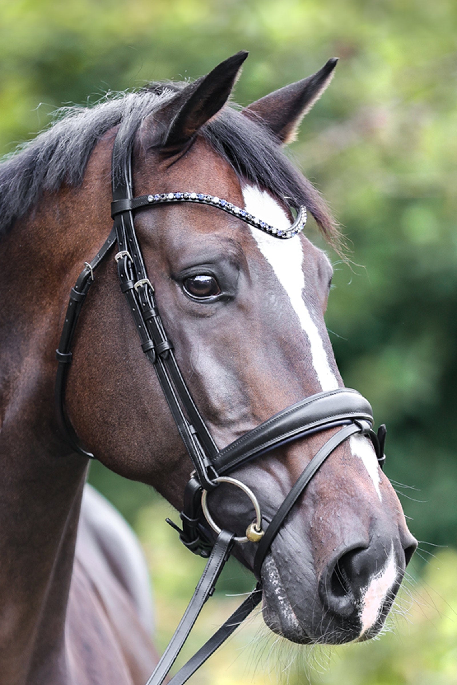 Kavalkade Bridle Ocean crank nb. with flash Bridles & Reins