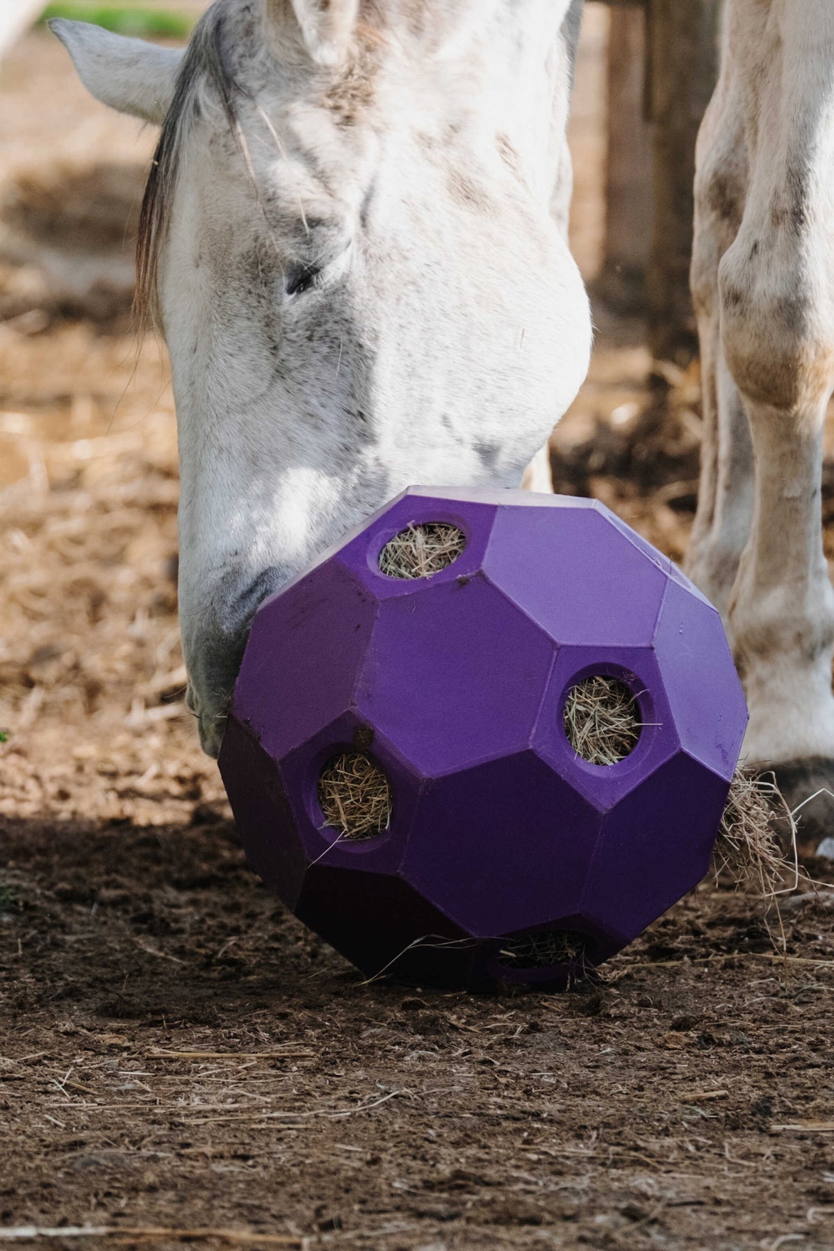 HIPPOTONIC Slow Feeder Hay Ball Horse Toys & Riding Arena Supplies