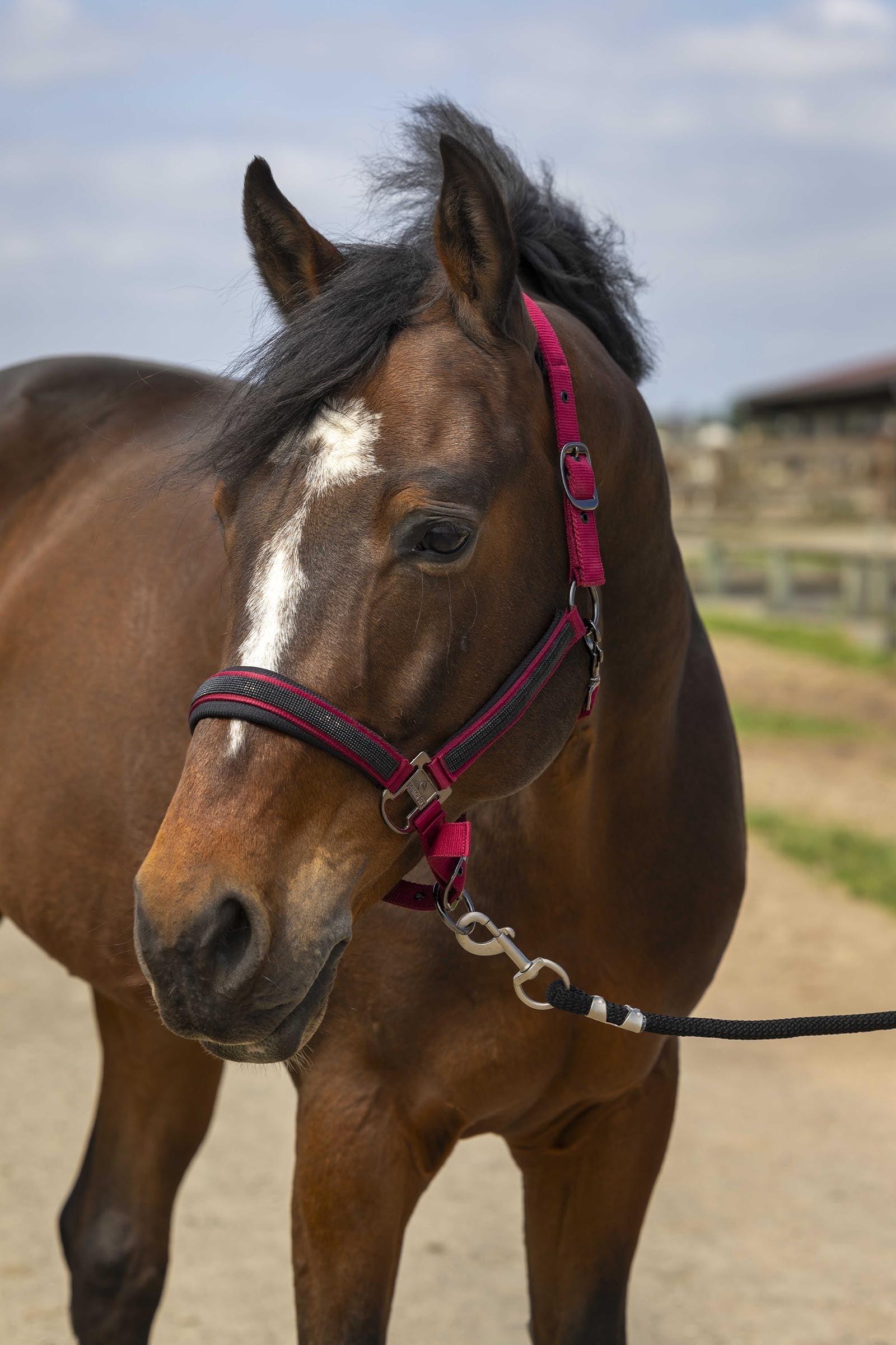 Equi Theme EQUITHÈME Strass Halter Halters & Leads