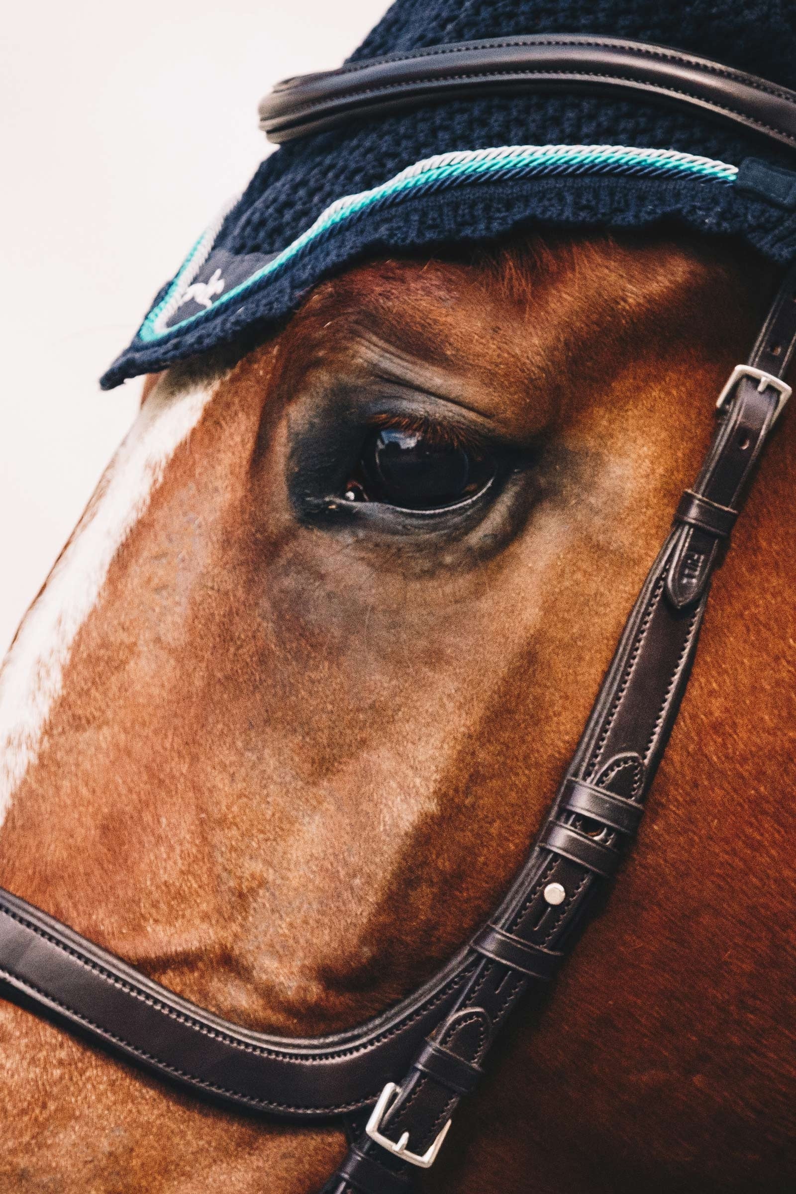 Schockemöhle Sports Equitus Delta Bridle Bridles & Reins