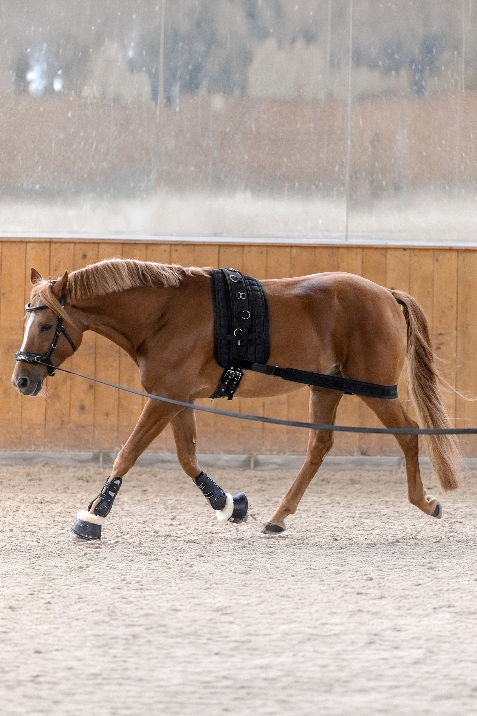 Waldhausen Body Bandage zur Aktivierung der Hinterhand Leg & Hoof Protection