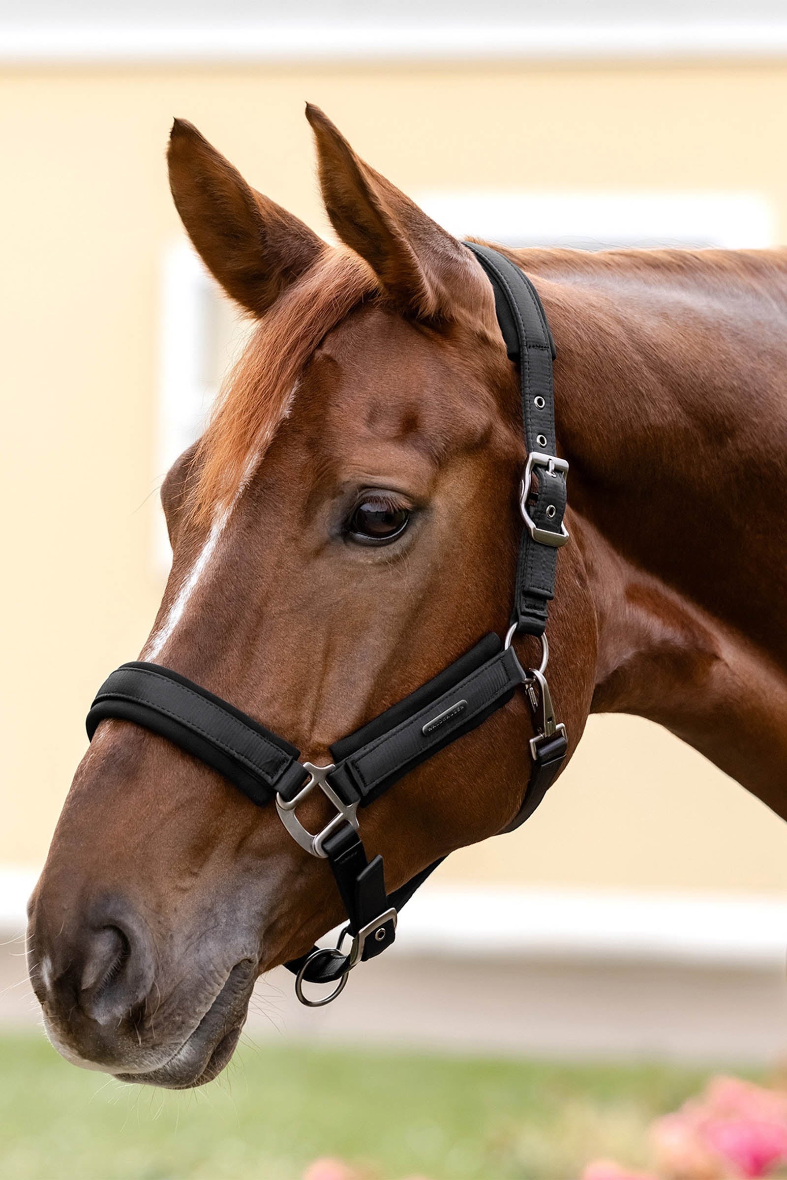 Waldhausen Soft Touch Halter Halters & Leads