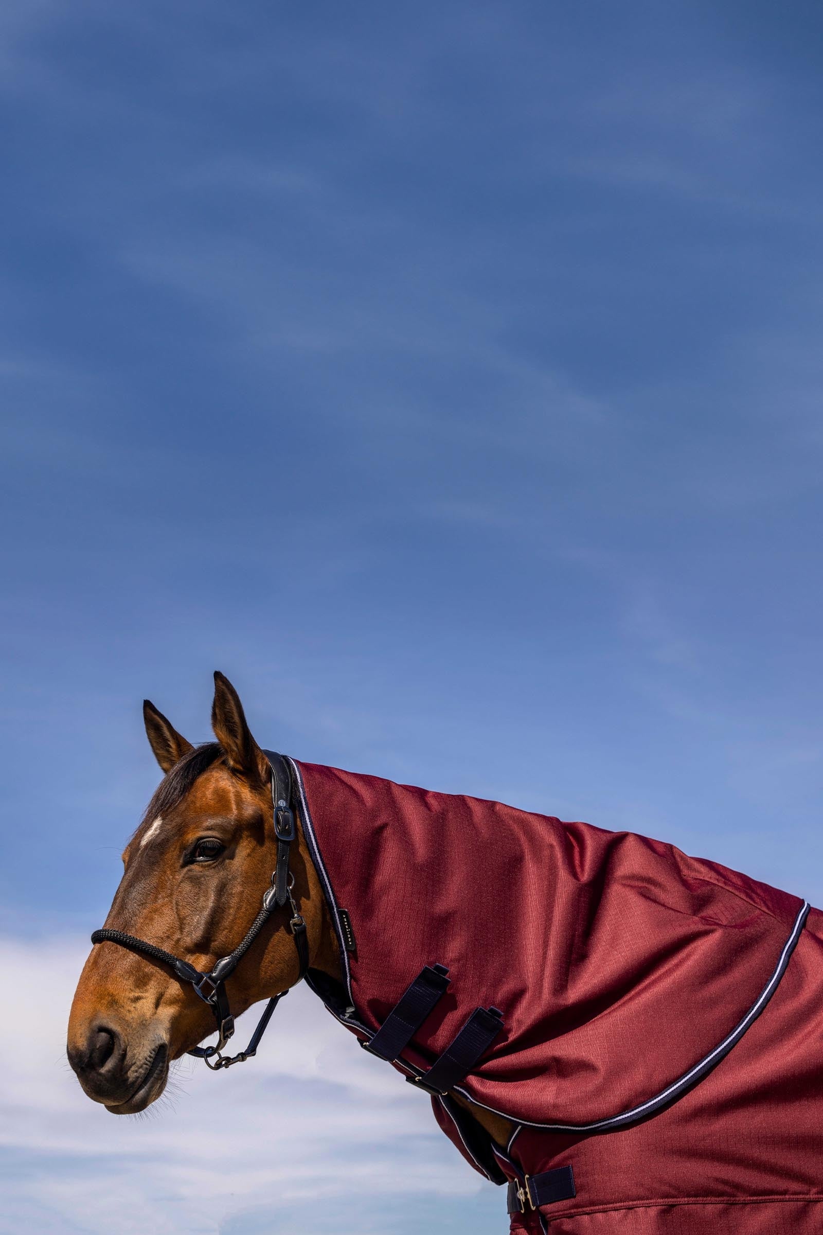 Equi Theme EQUITHÈME TYREX 1200D Neck Cover, 0g Horse Rugs