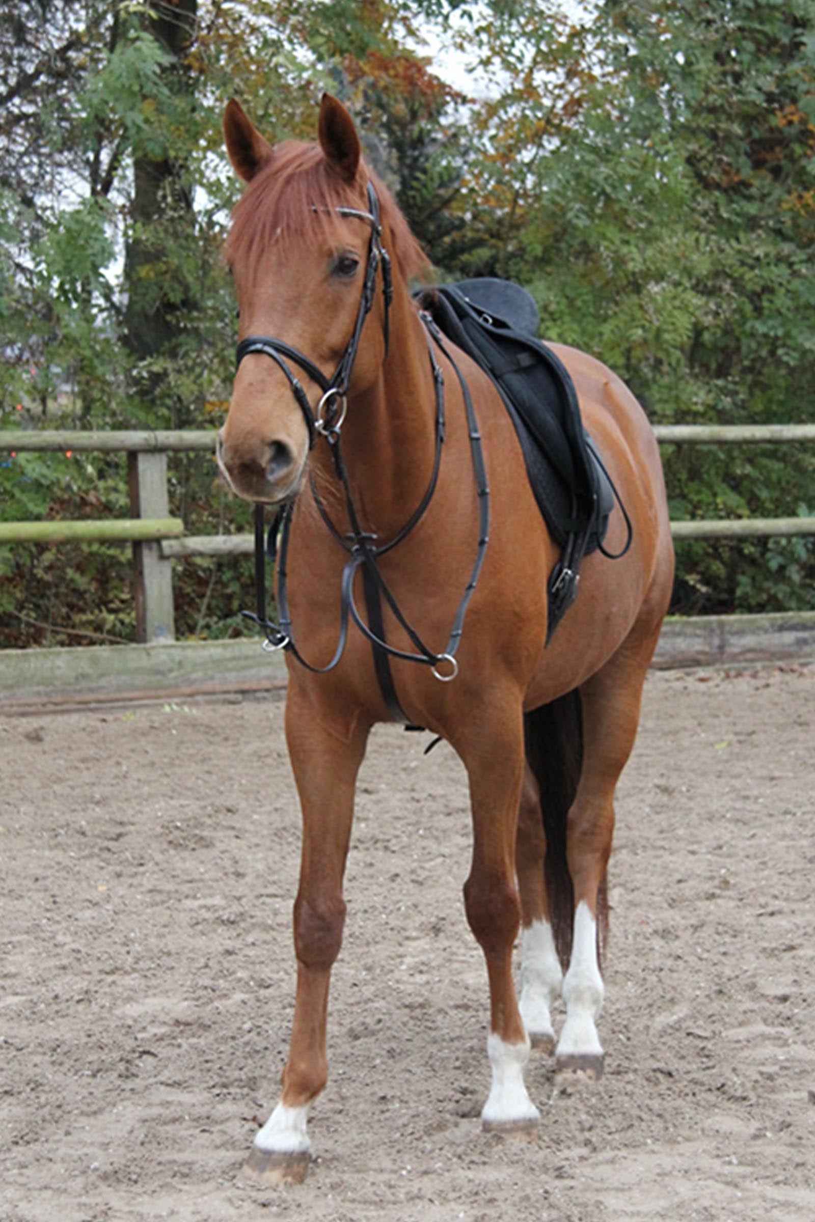 Waldhausen X-Line Martingale Bridles & Reins