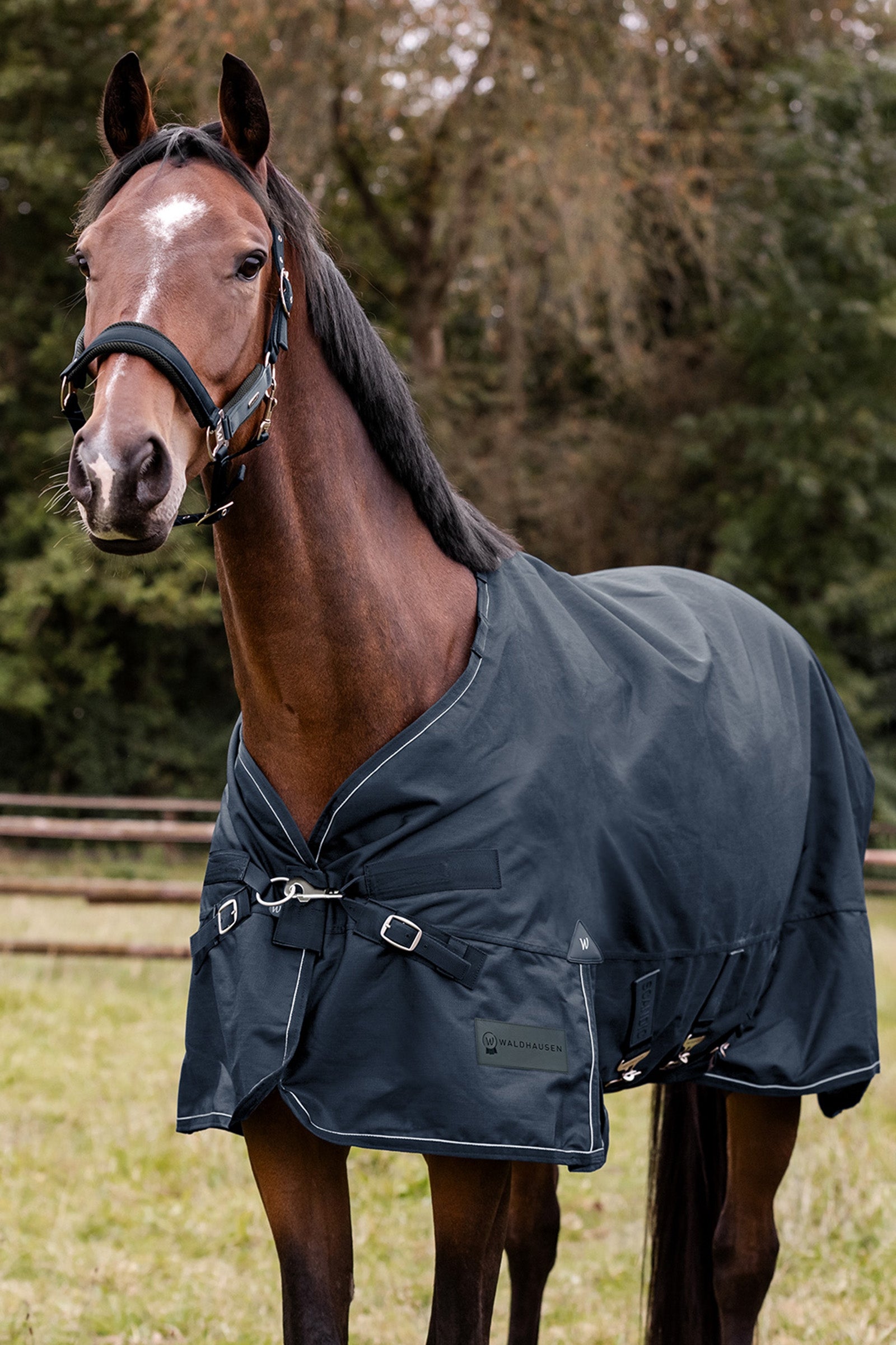 Waldhausen Outdoor Rug Scandic 300 g Horse Rugs