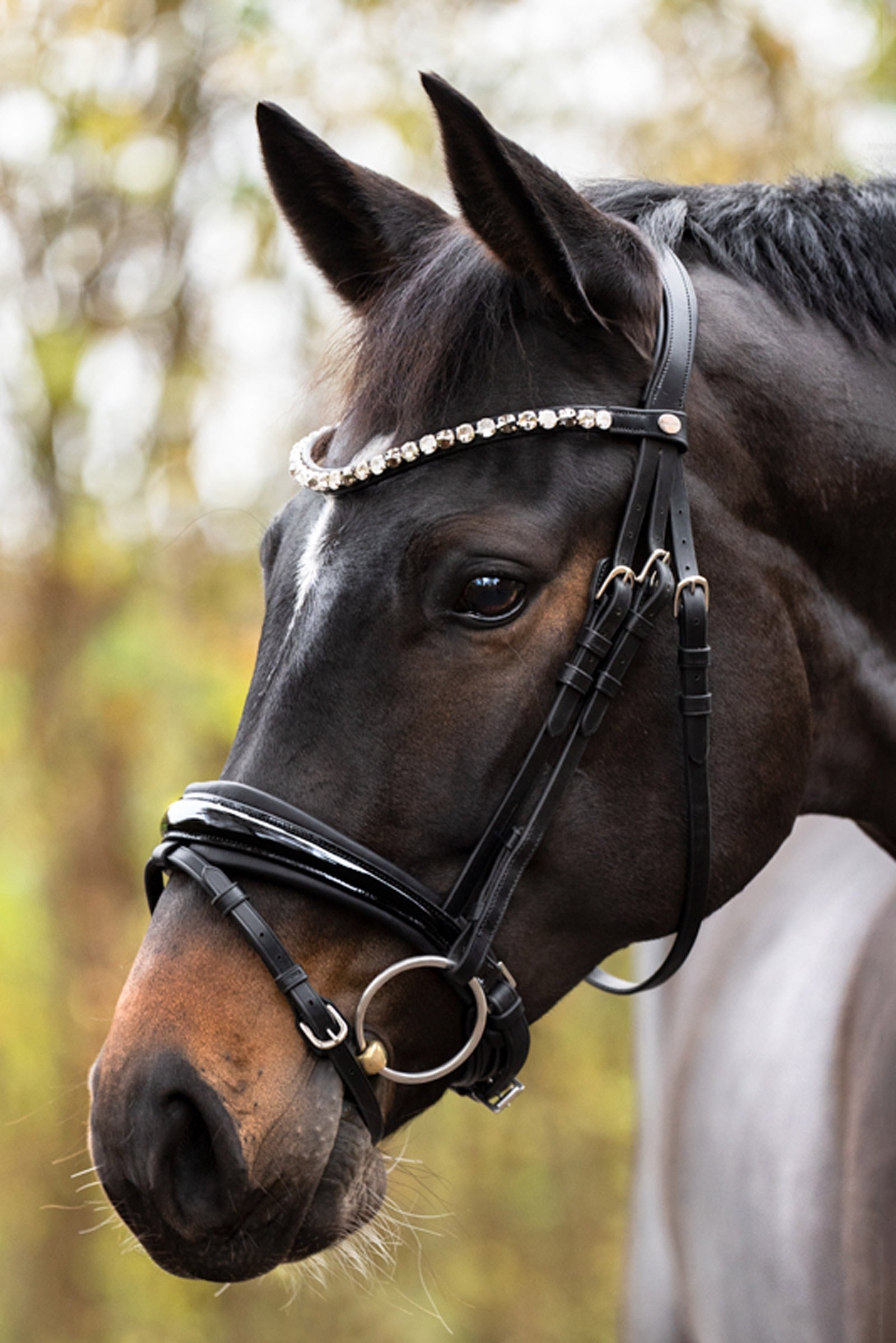 Kavalkade Zora Crank Bridle With Flash Bridles & Reins
