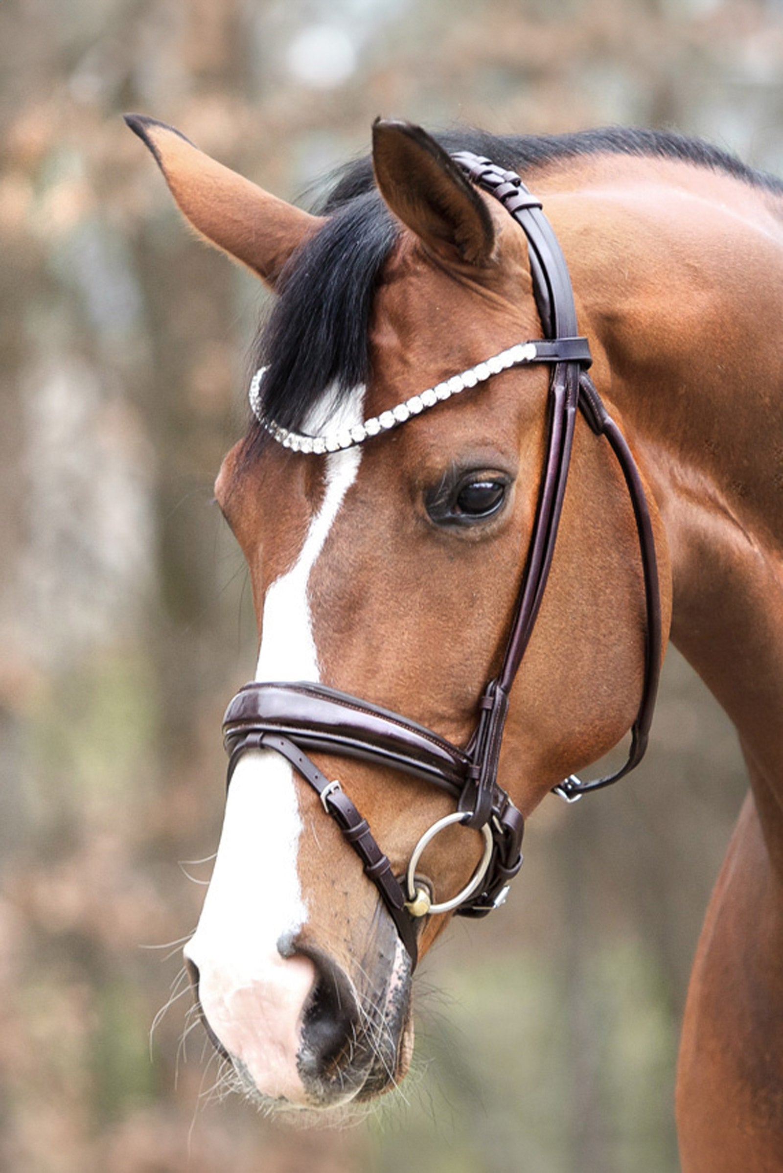 Kavalkade Florina KavalSH4 Bridle Bridles & Reins